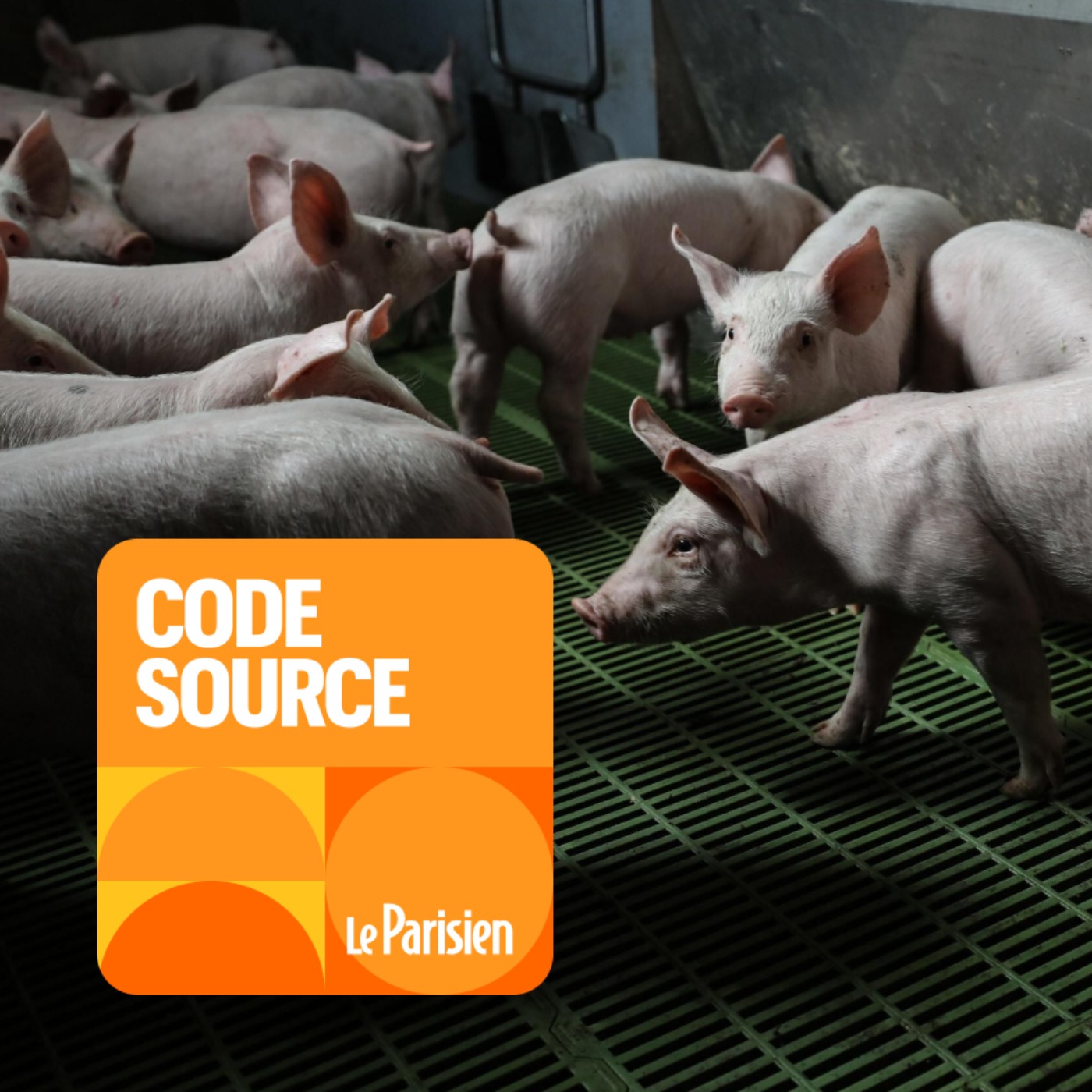 Code source - En Bretagne, un élevage de porcs « modèle » accusé de maltraitance