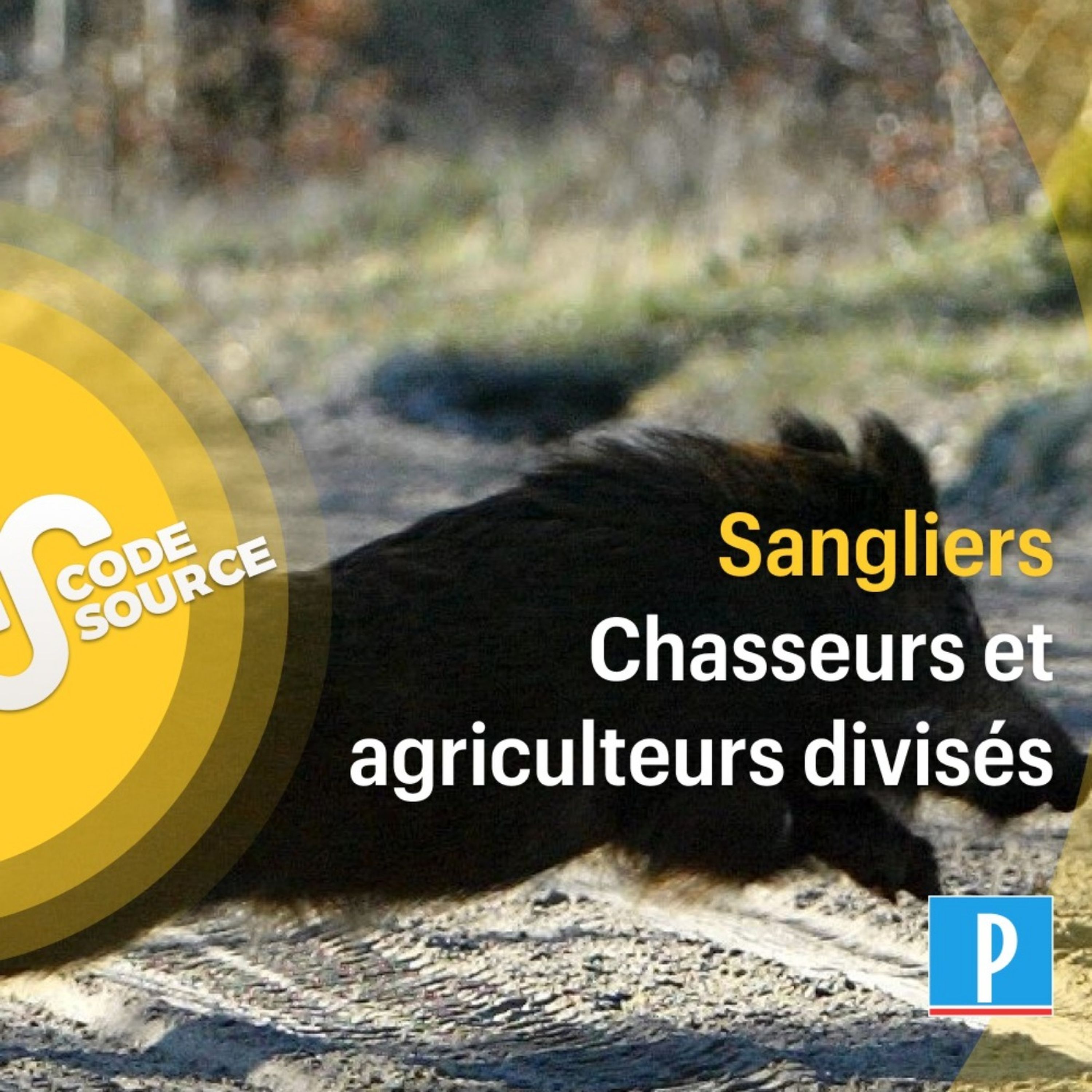 cover art for Prolifération des sangliers  : chasseurs et agriculteurs divisés