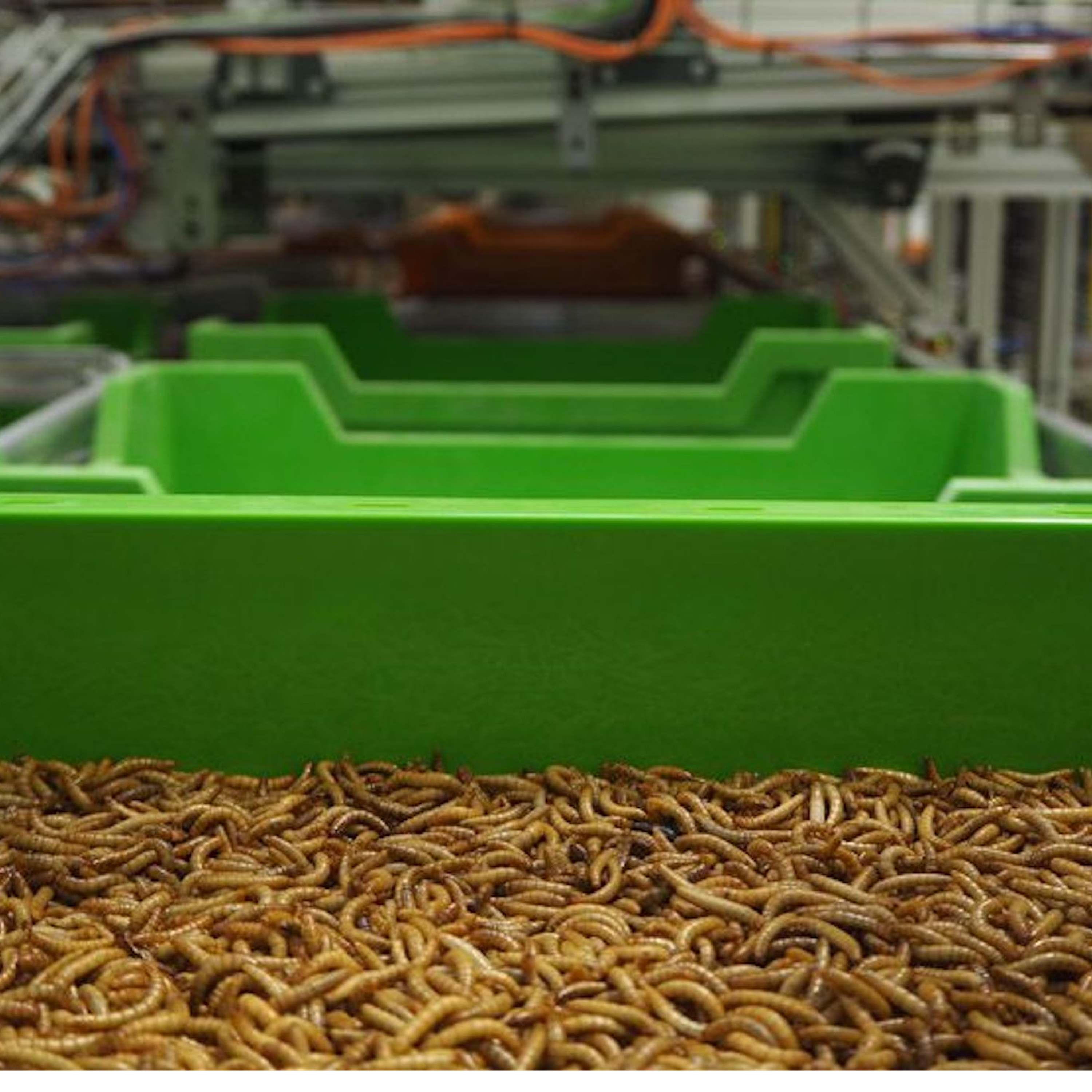 À la découverte d’Ÿnsect, le leader mondial de la farine d’insectes