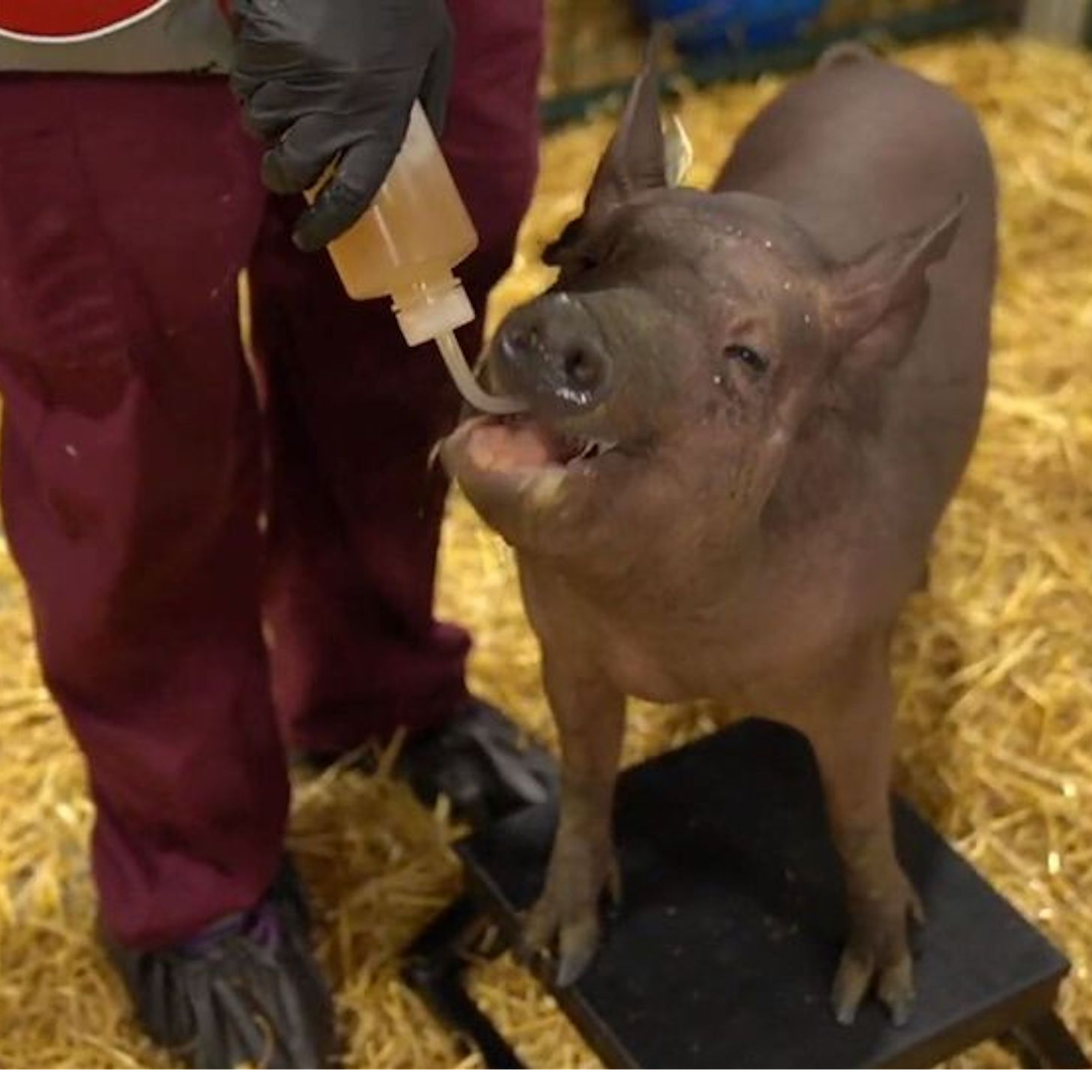 Neuralink teste son interface cerveau-machine sur des truies