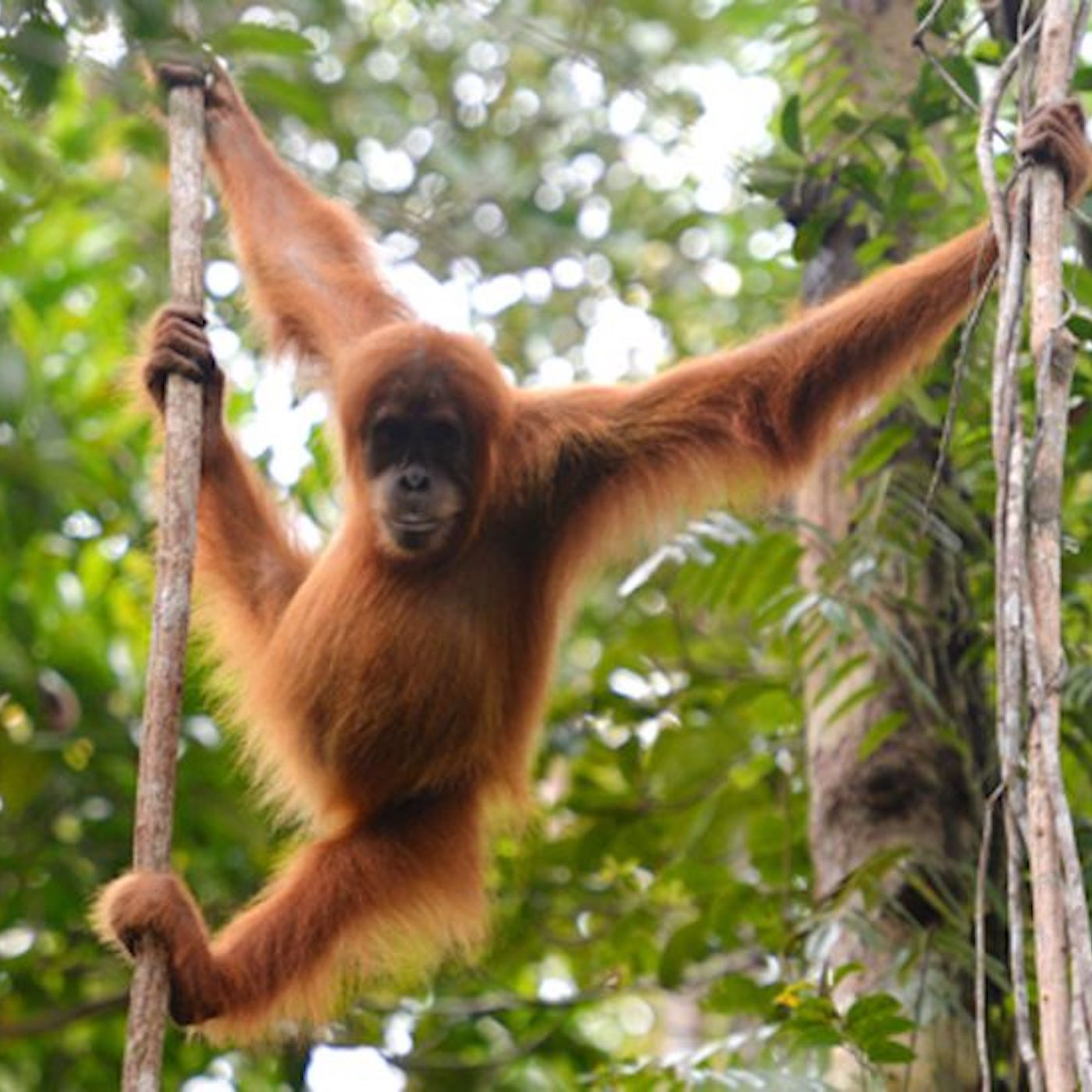 Le WWF se sert de l’IA pour sauver les orangs-outans en Indonésie