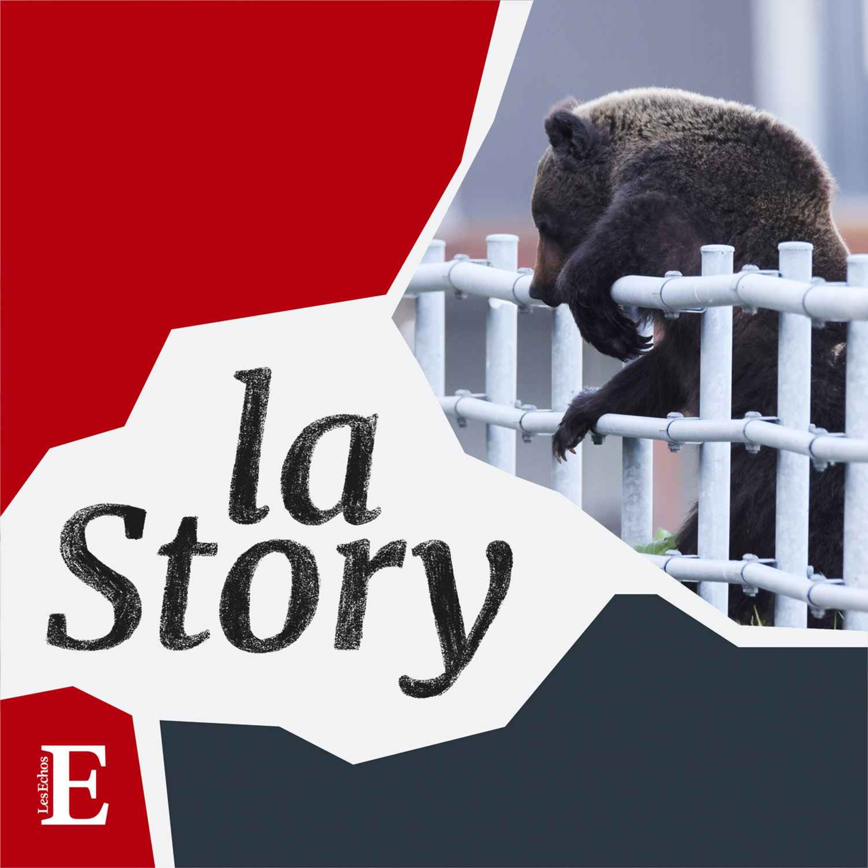 La Story - Japon : quand les ours arrivent en ville