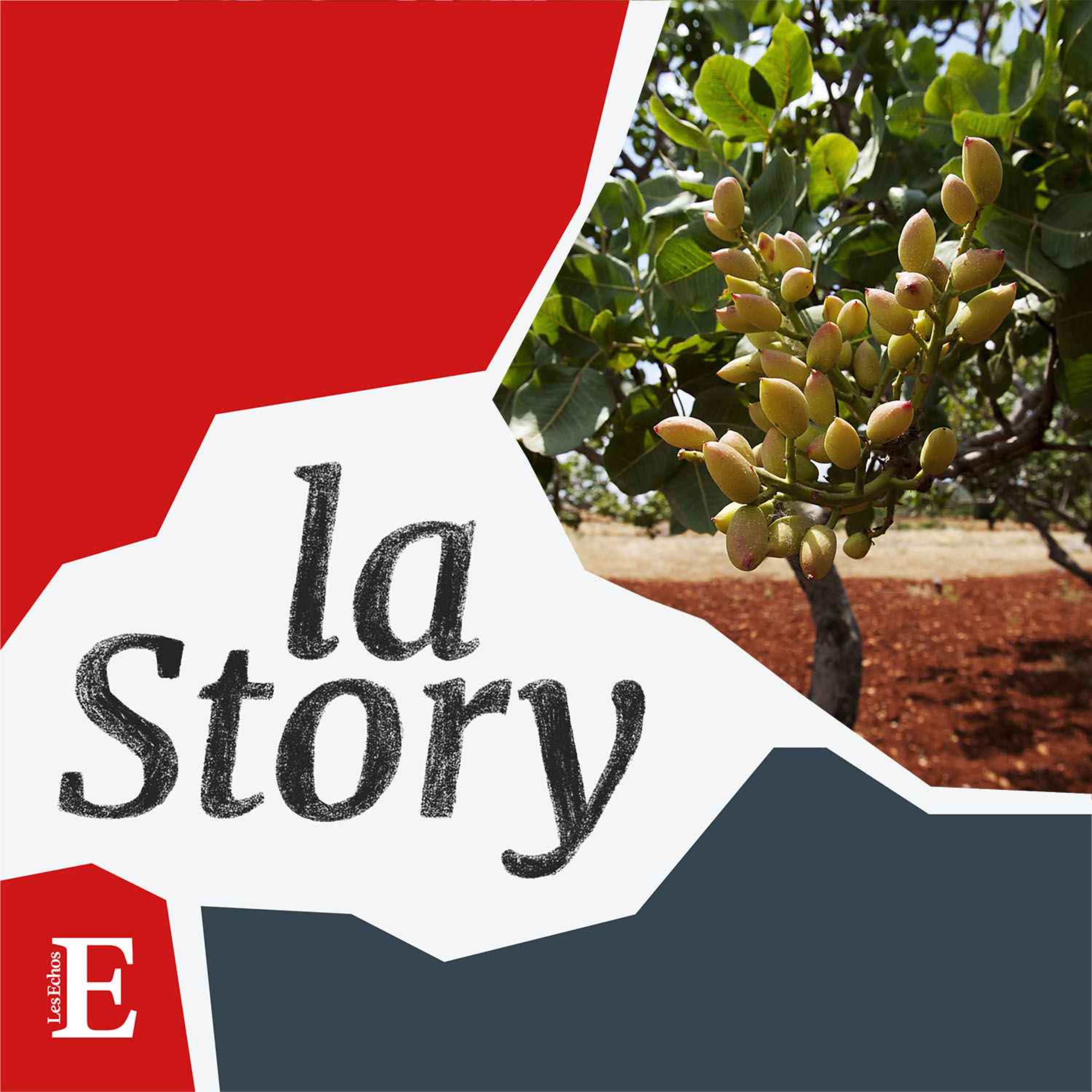 La Story - L'épopée de la relance de la pistache en Provence