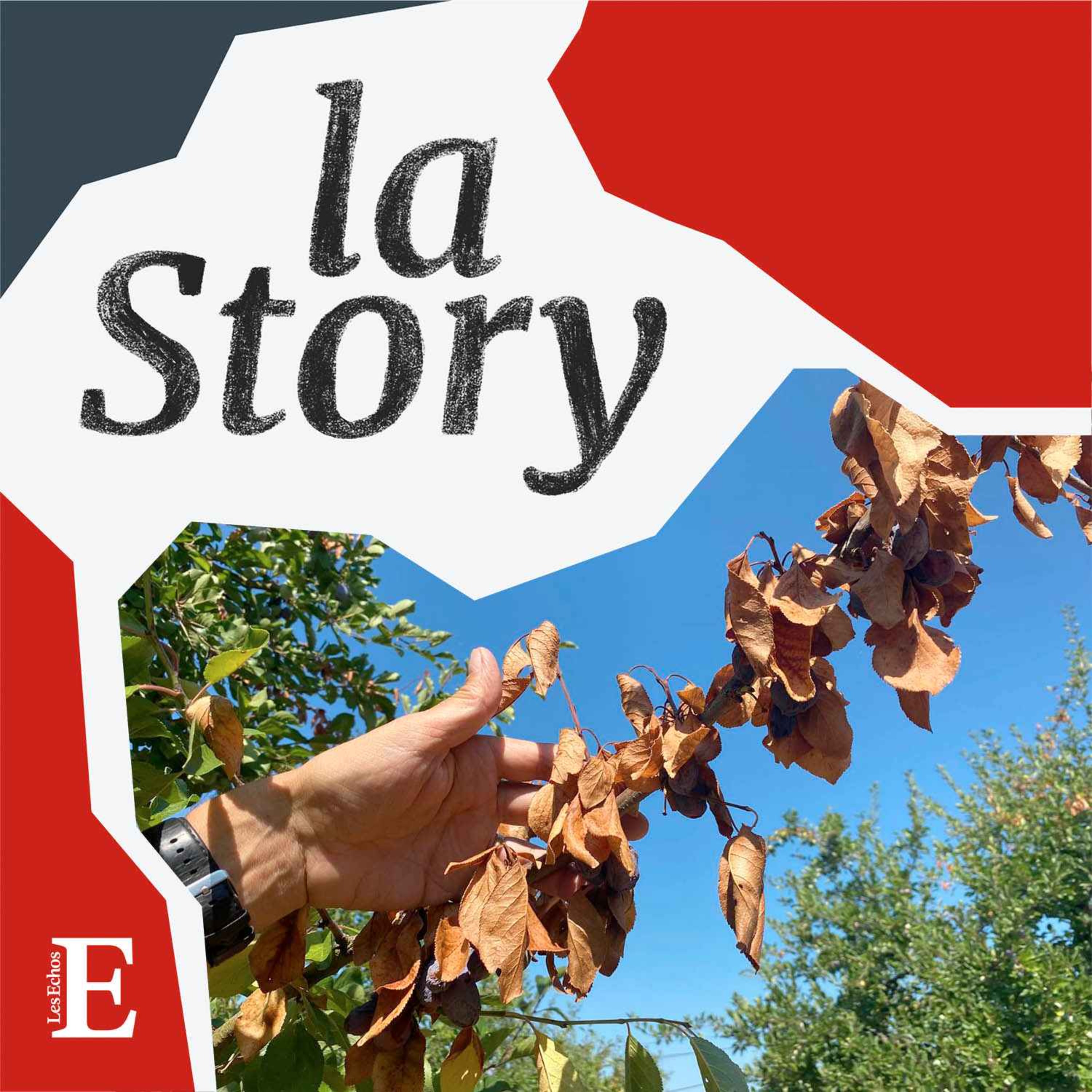 La Story - Les agriculteurs face à la sécheresse (2/2) : les producteurs de pruneaux d'Agen s'adaptent