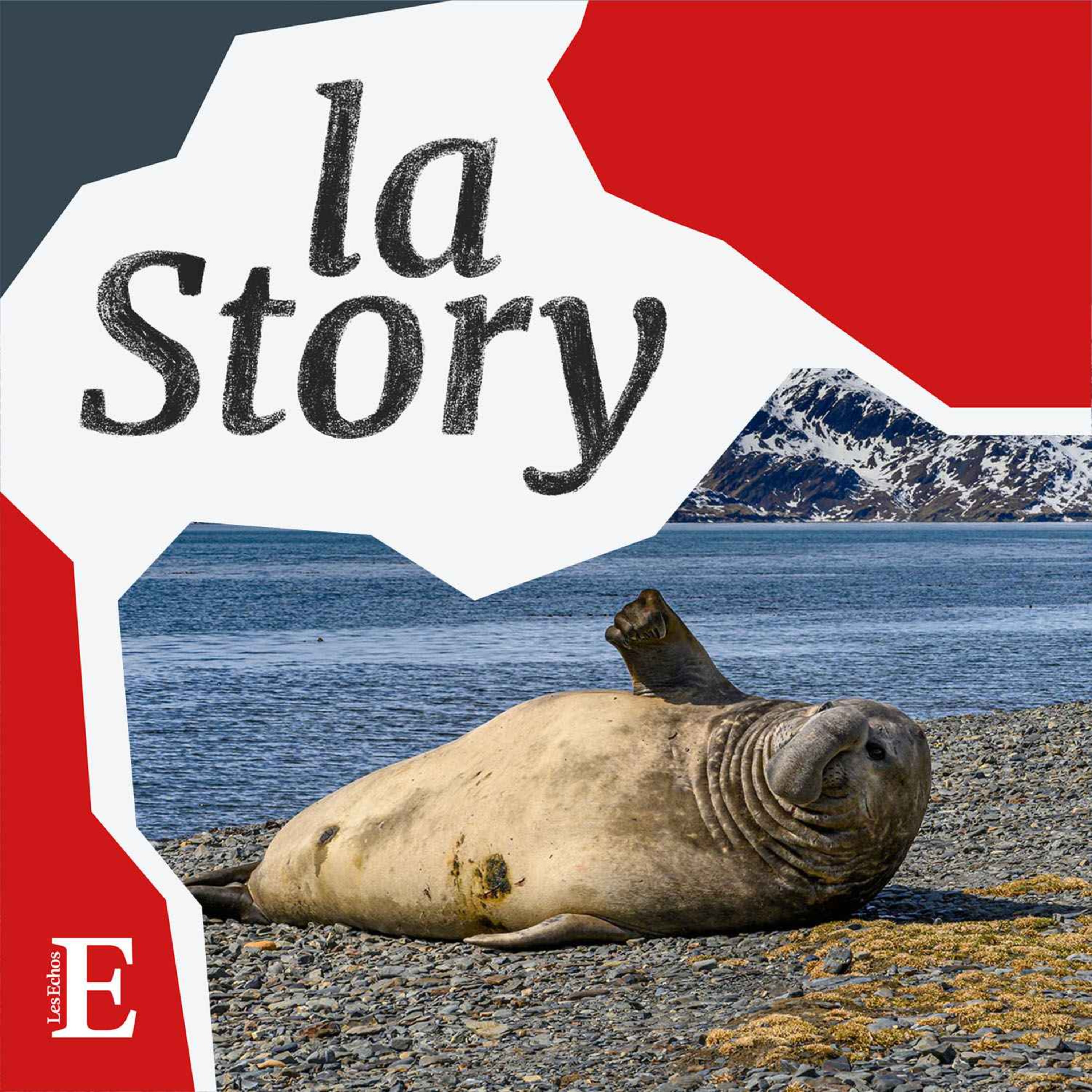 La Story - Biodiversité : dans la tête d'un éléphant de mer austral menacé d'extinction