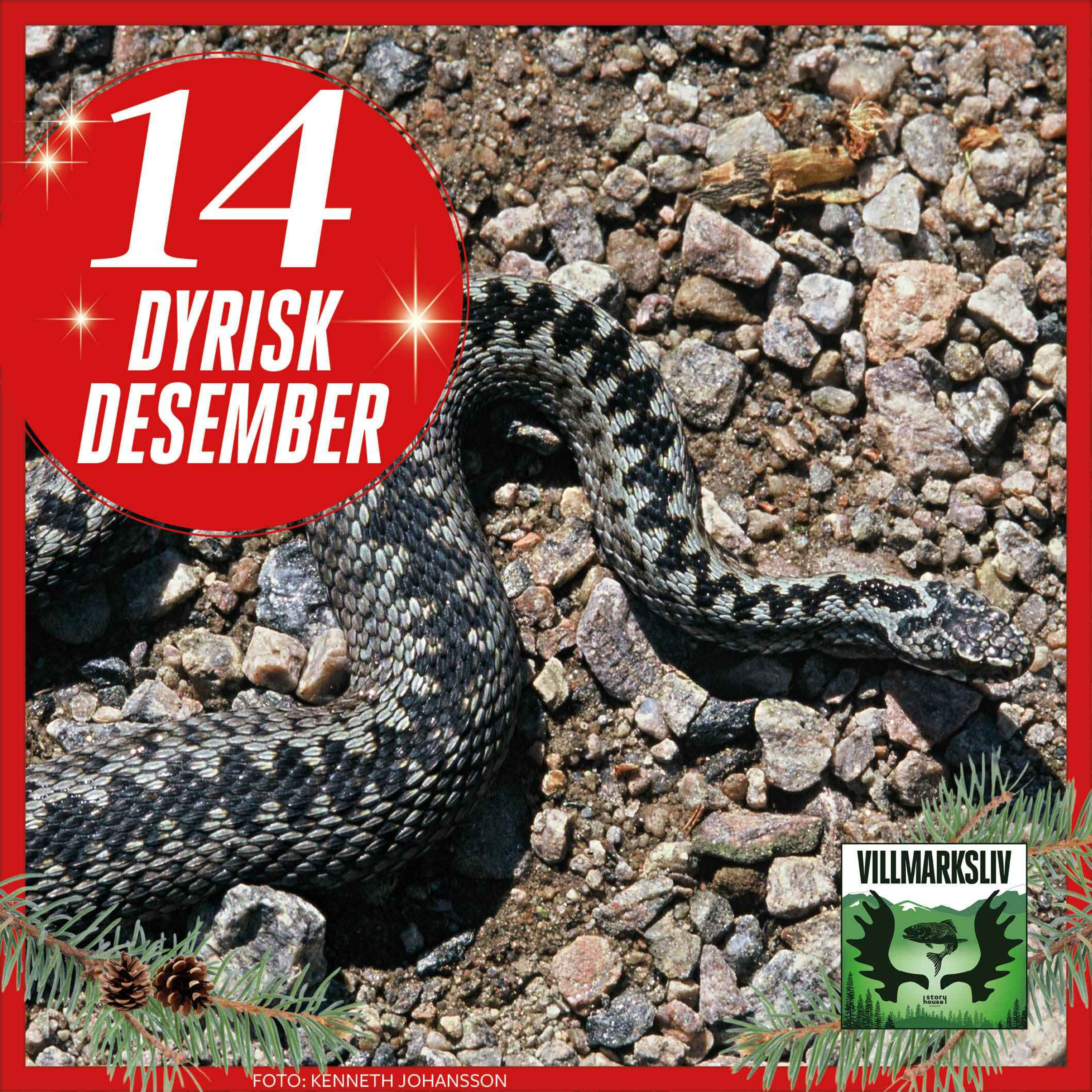 Dyrisk Desember 14: Hoggorm – en giftig halvmeter episode artwork
