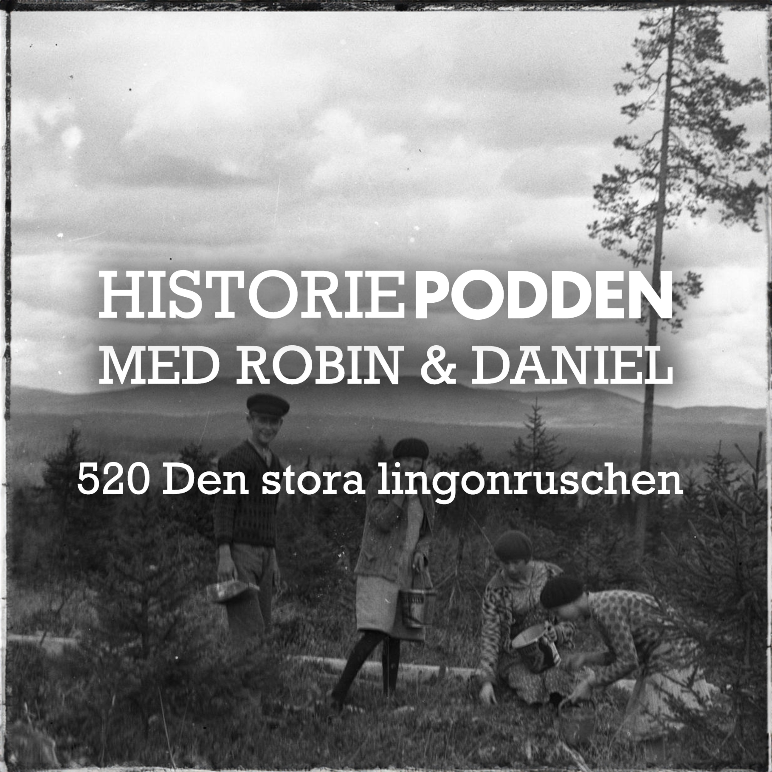 520. Den stora lingonruschen