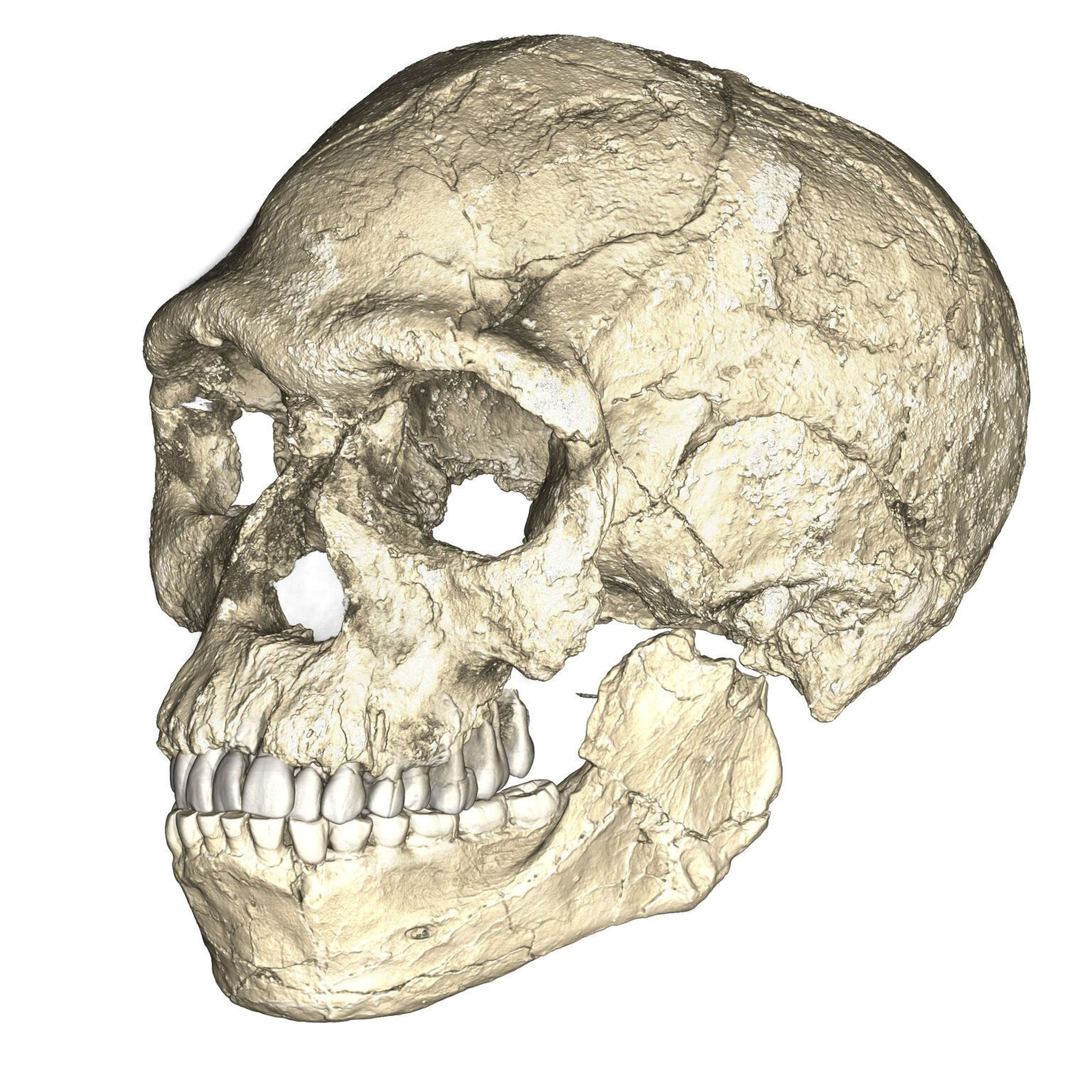 cover art for Oldest human remains found in Morocco