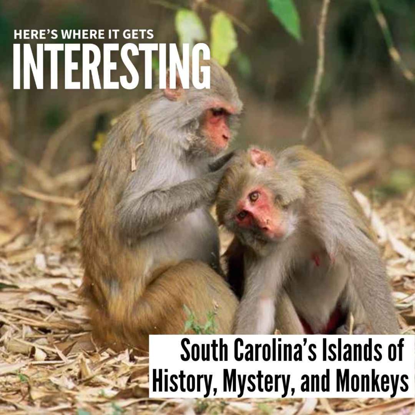 South Carolina’s Islands of History, Mystery, and Monkeys with Sharon McMahon