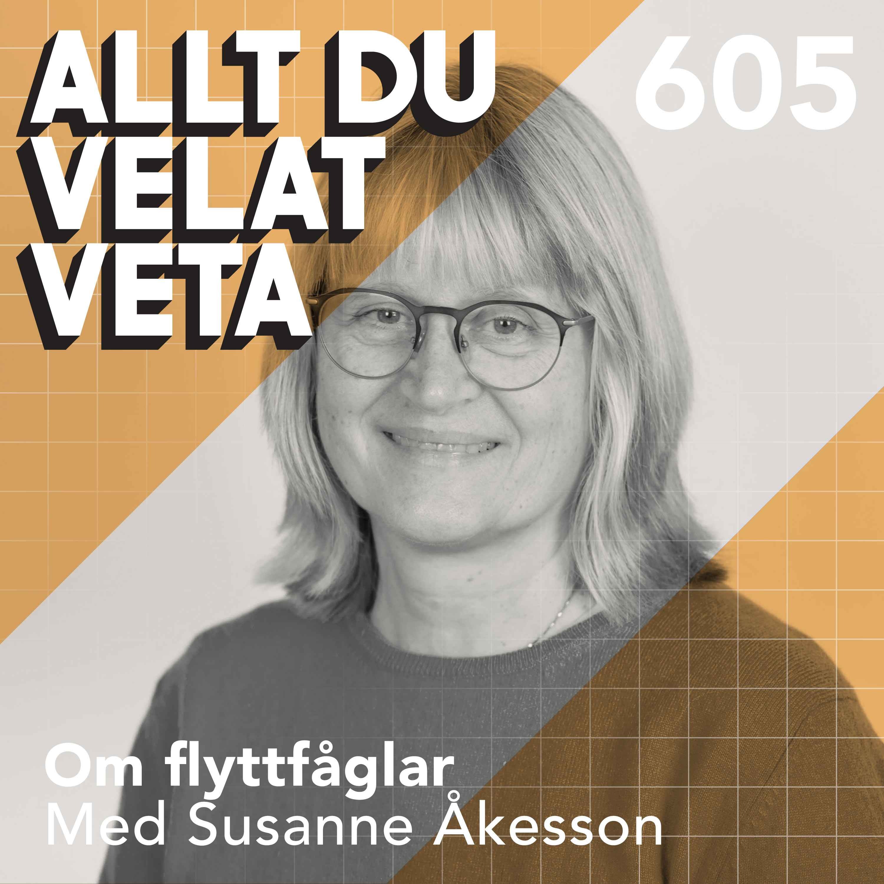 605 Om flyttfåglar med Susanne Åkesson episode artwork