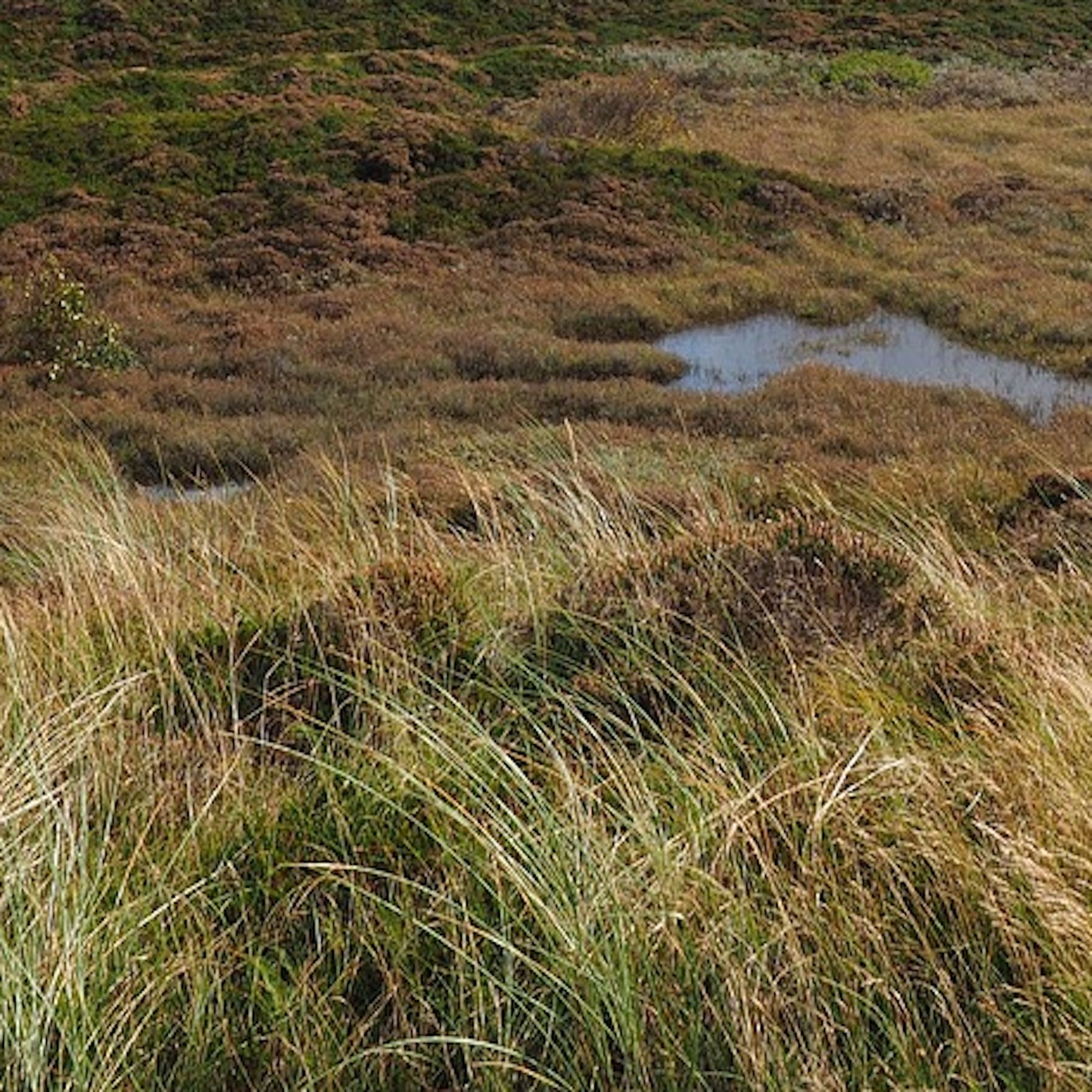 Human Skulls and Pagan Idols - The story of a sacred bog