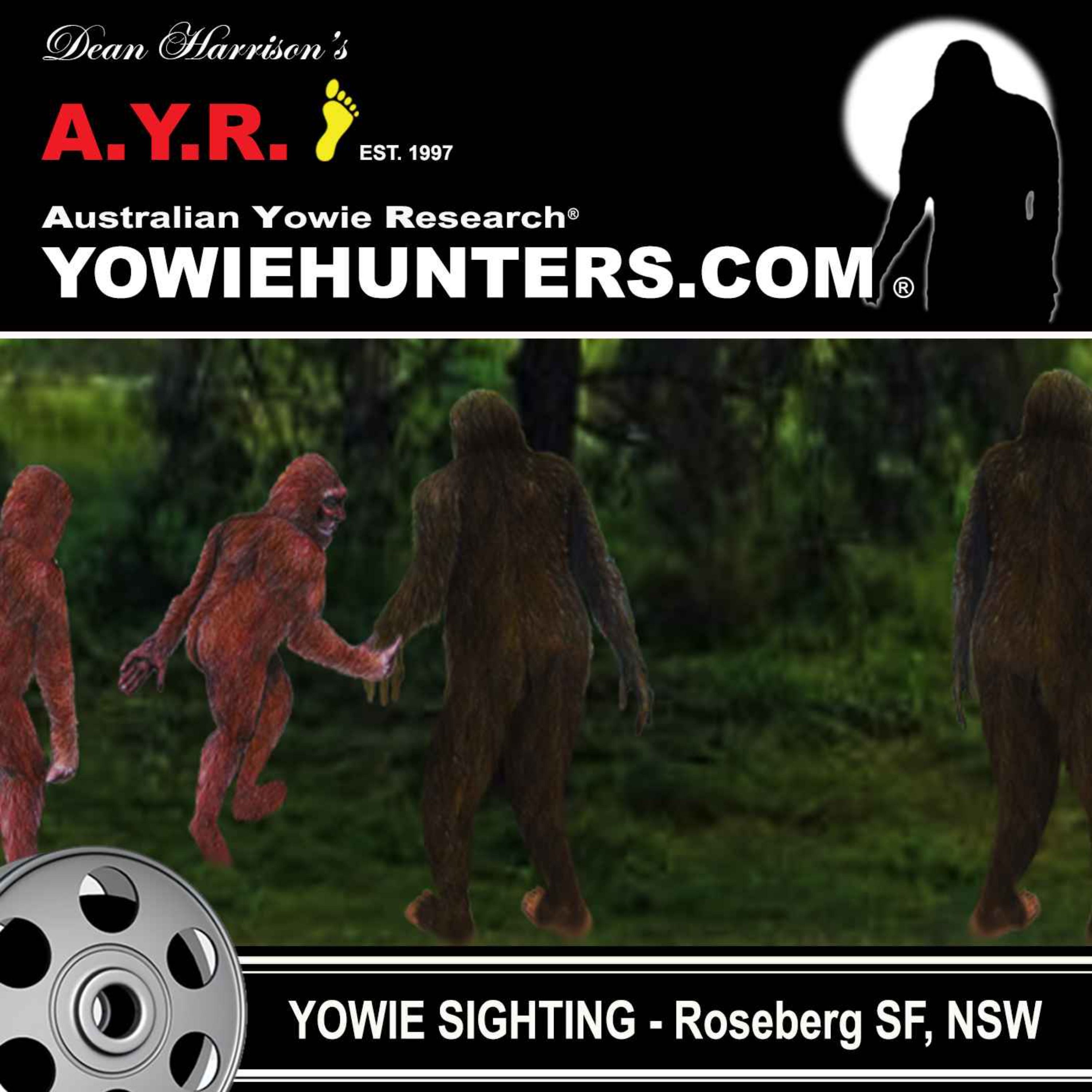 Yowie Sighting in the Roseberg State Forest, New South Wales -  2013