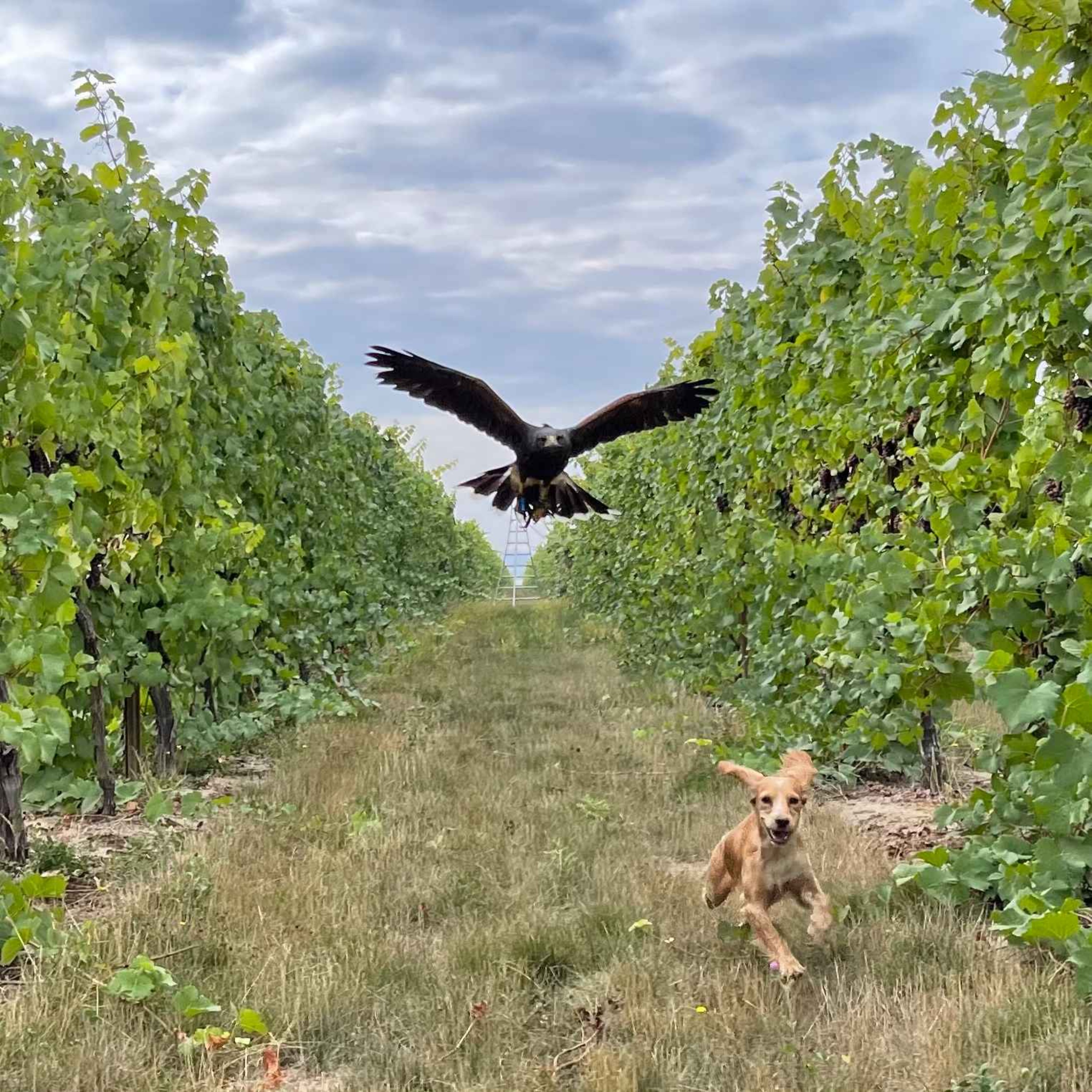 Rent a Falcon, Save Your Vineyard! The New Airborne Security Guards