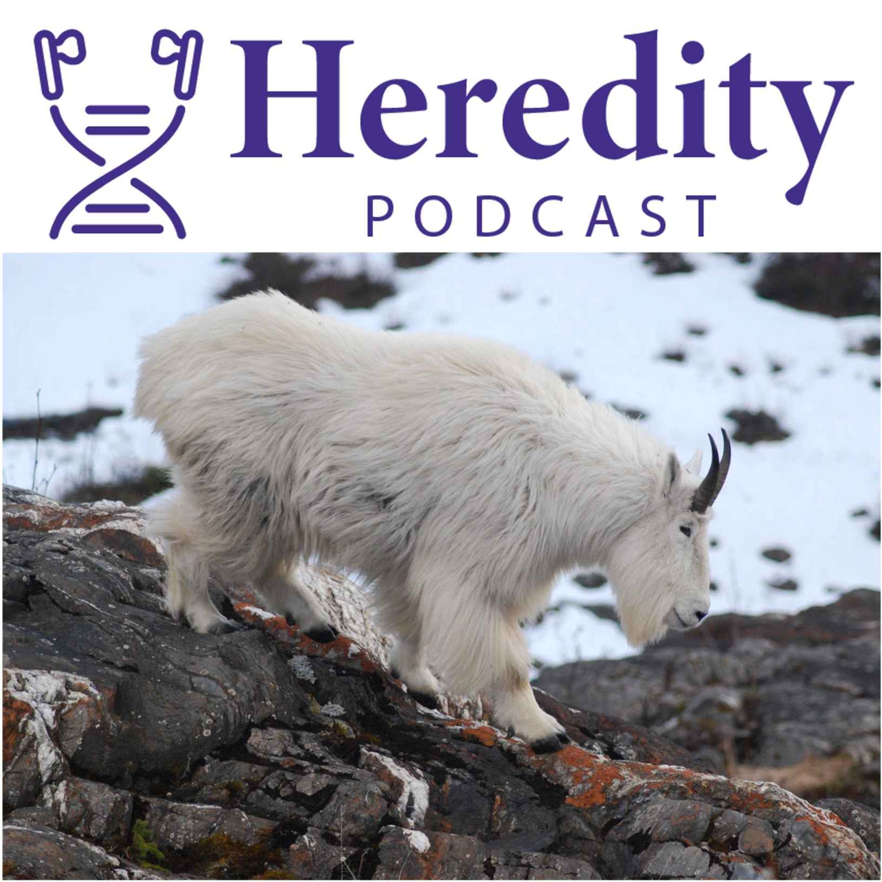 cover art for Genomes or RADseq, mountain goats don't mind.