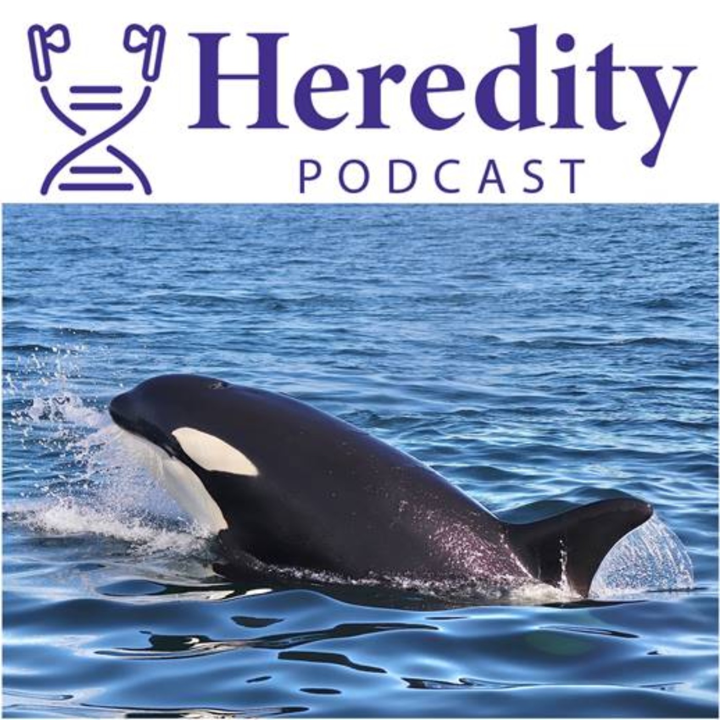 Population dynamics of Atlantic orcas