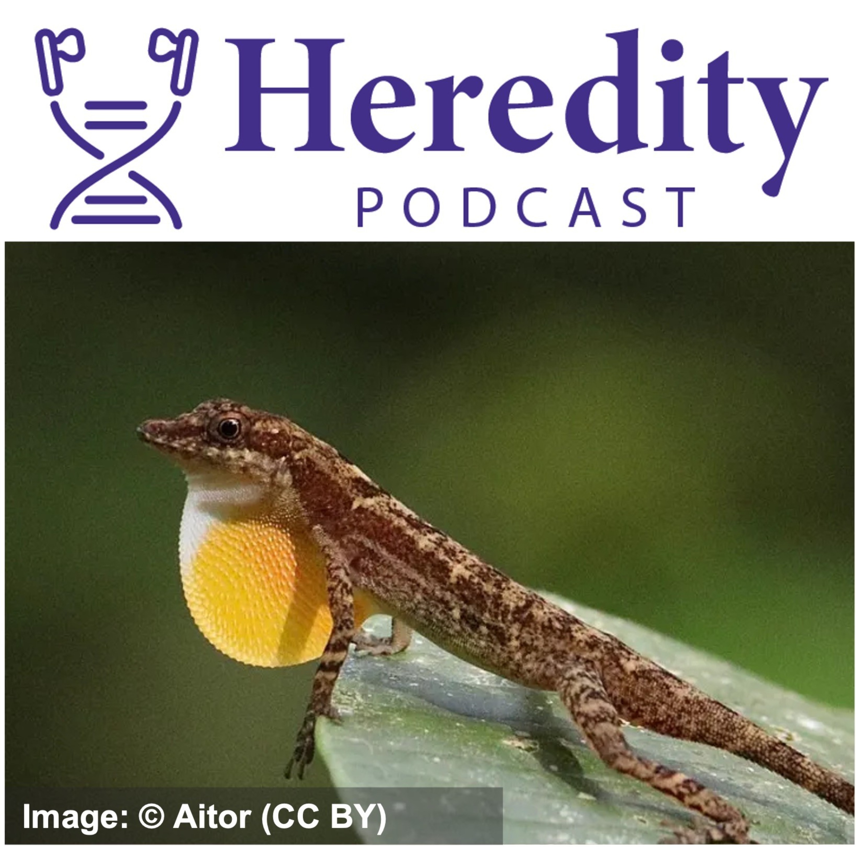 Colourful signals in Anolis lizards