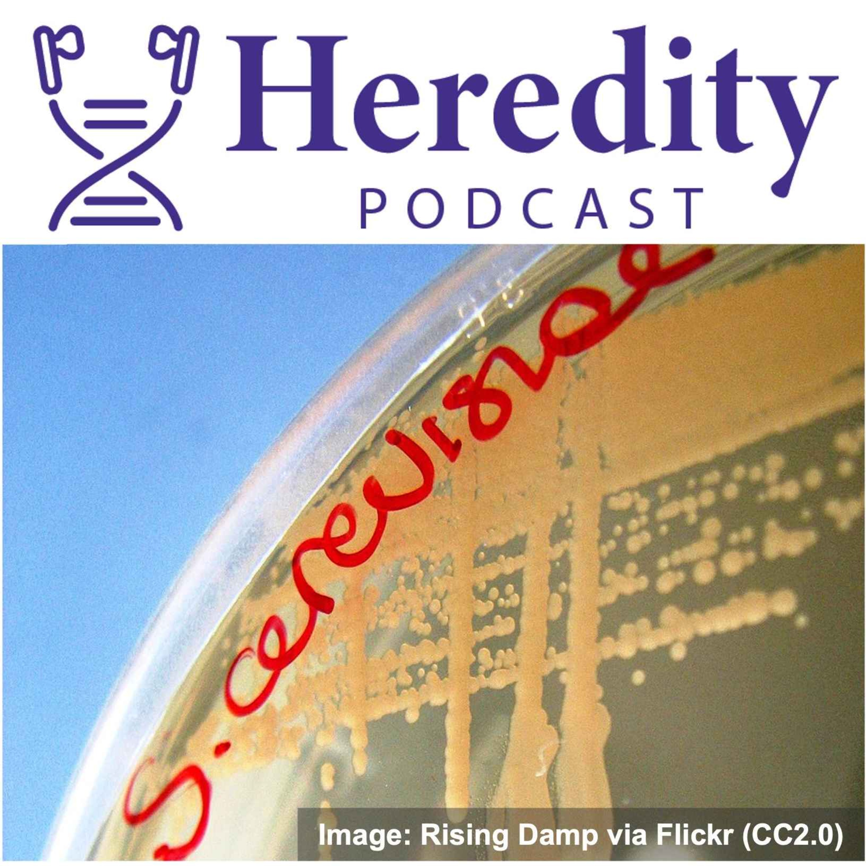 Sex in a warming world: temperature and meiosis
