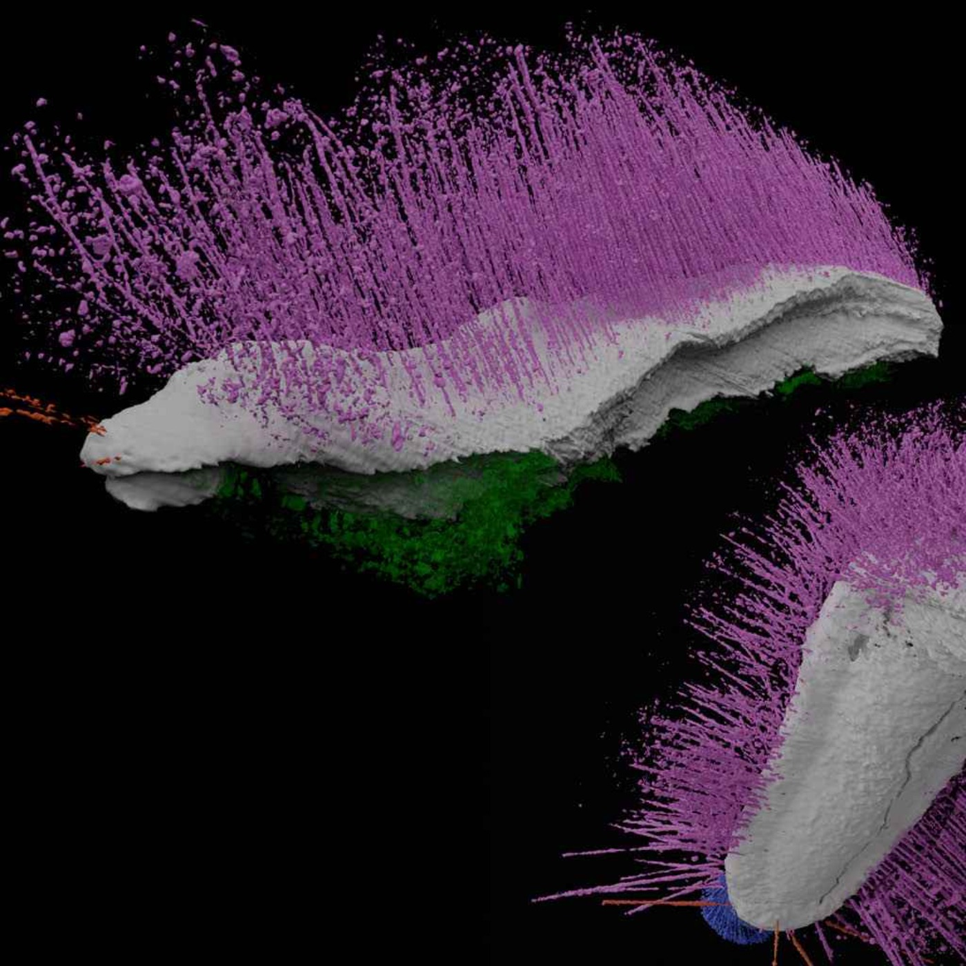 ‘Punk’ & ‘Emo’ Fossils: An evolution breakthrough?