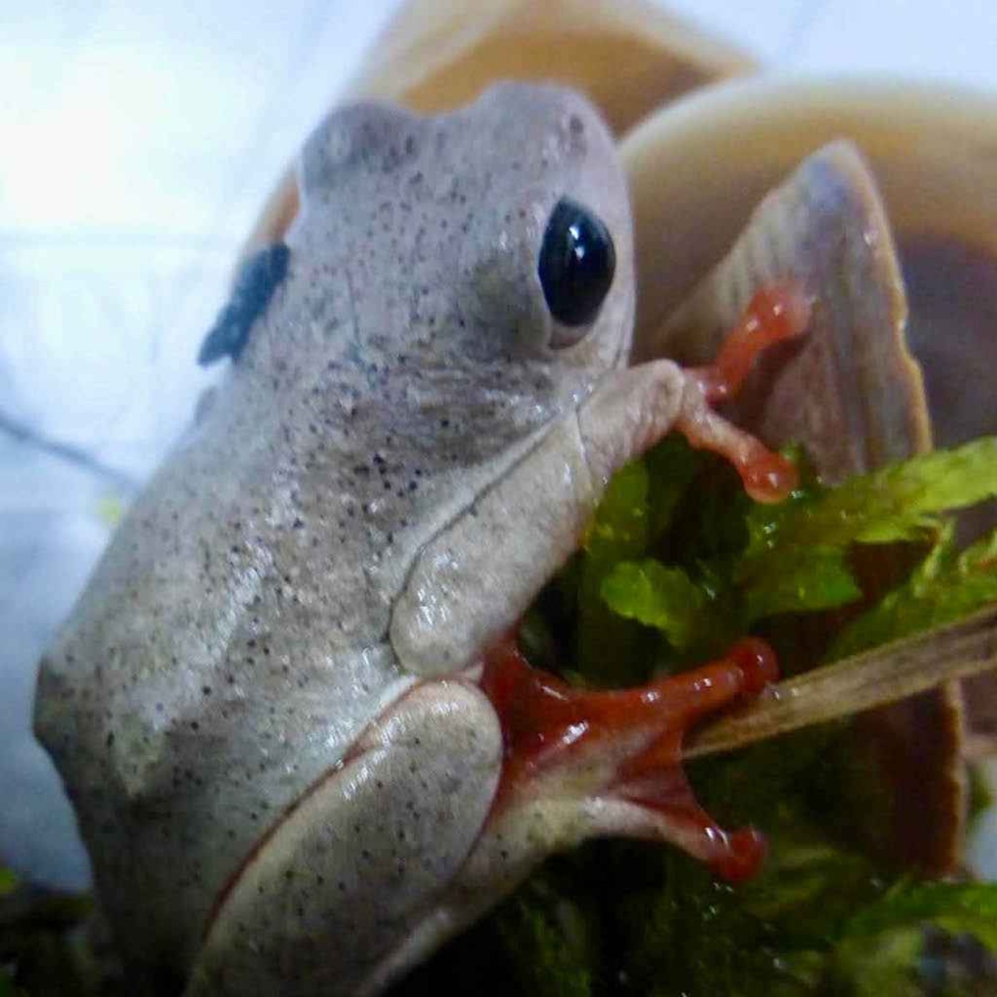 Scientist on invasive frogs found in roses, Nintendo Switch 2 reveal & more...