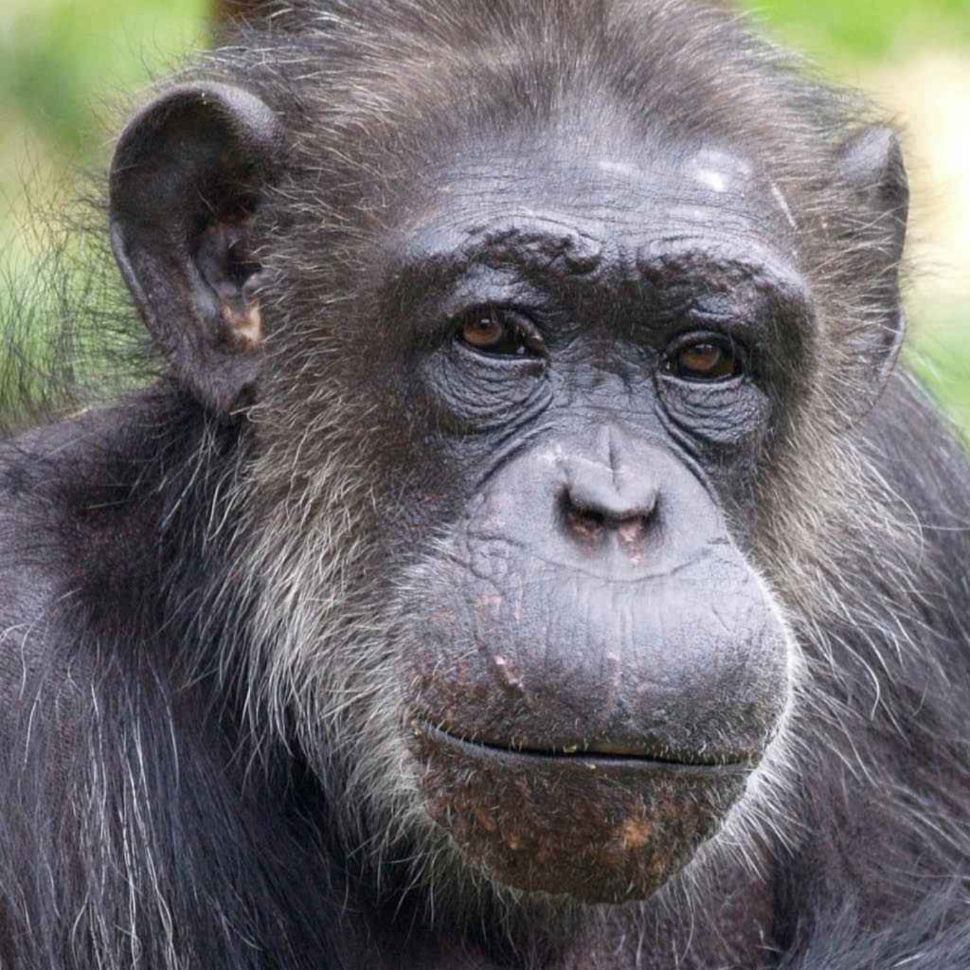 Science unlocks life and legacy of PG Tips chimpanzee
