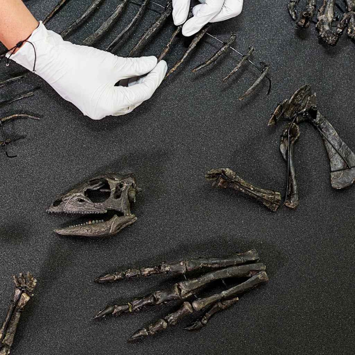 Rare dog-sized dinosaur species revealed for the first time
