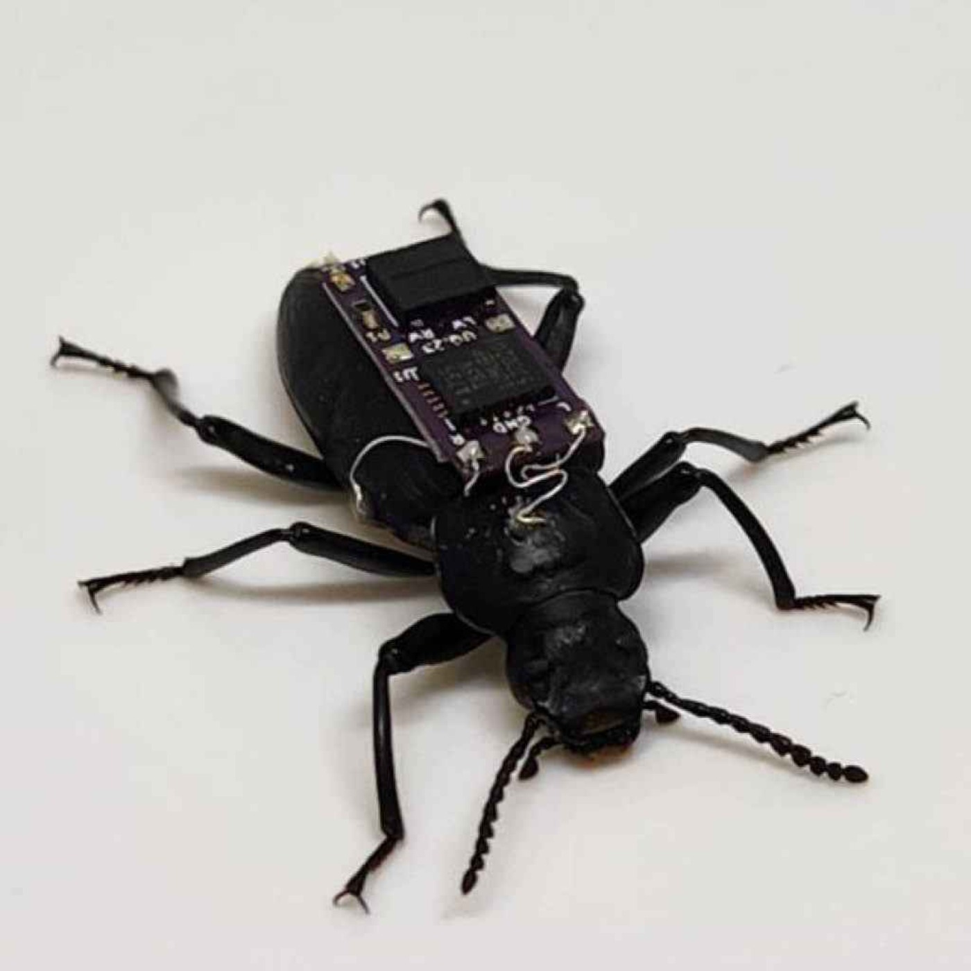 Beetles with microchip backpacks to help search and rescue crews