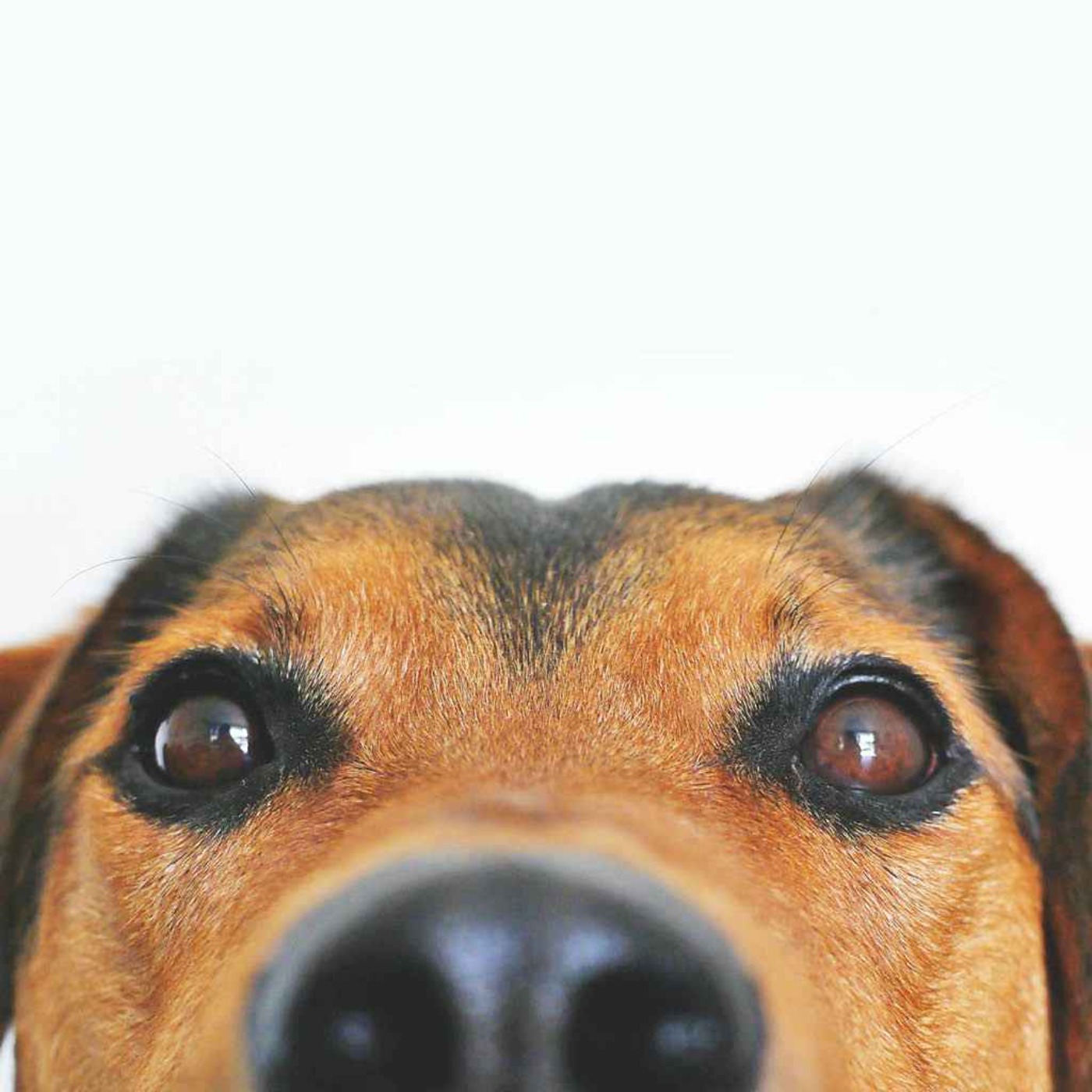 Could AI help us understand our pets?
