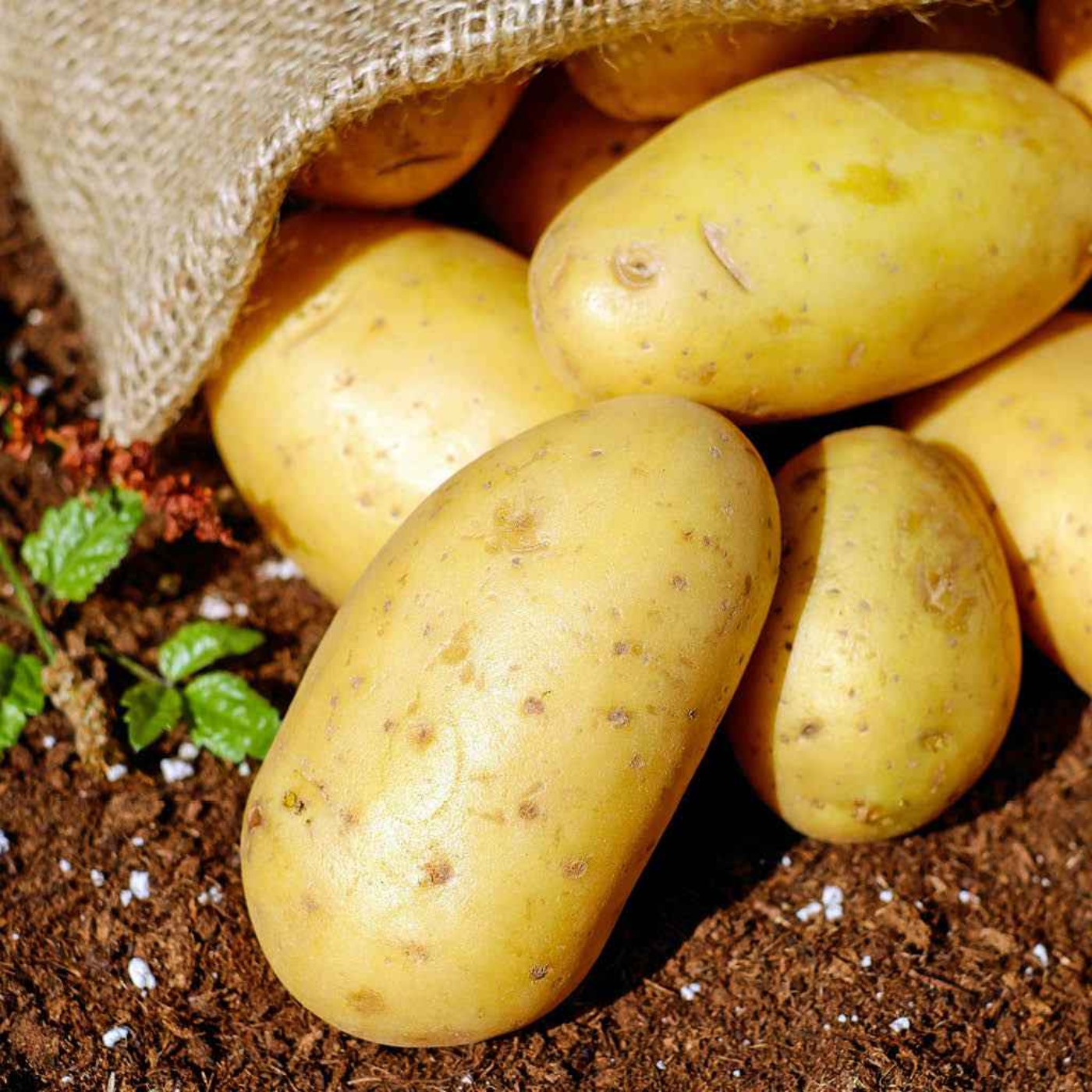 Family roots: potatoes evolved from tomatoes, study reveals