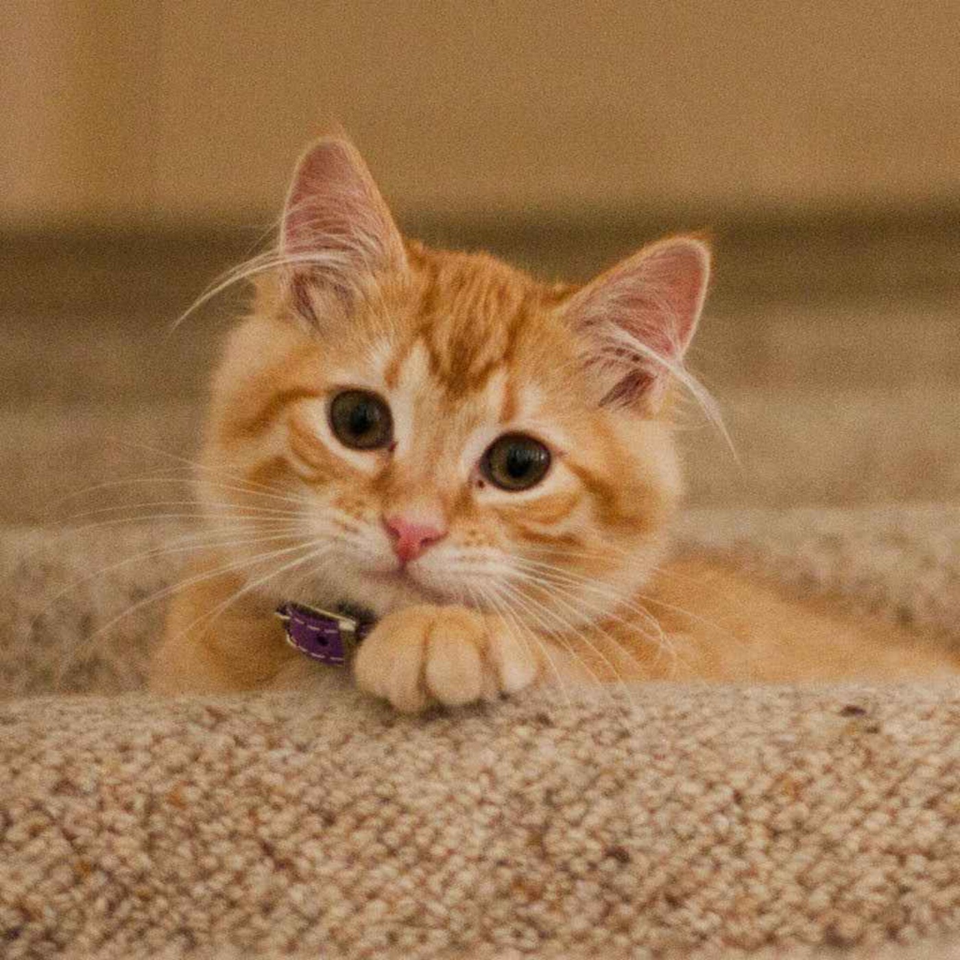 Cat dementia is similar to human Alzheimer's disease