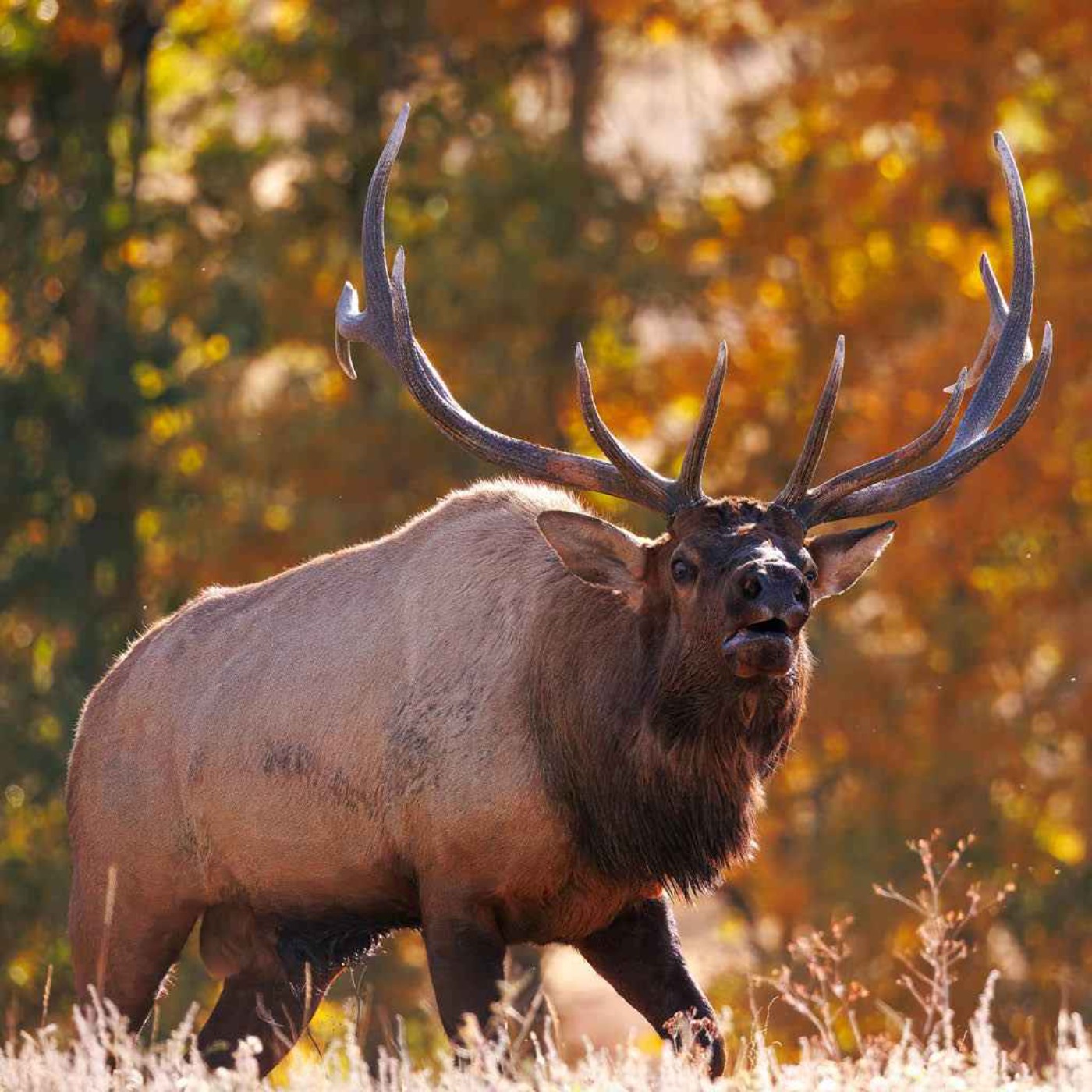 The world's largest animal crossing is being built in Colorado