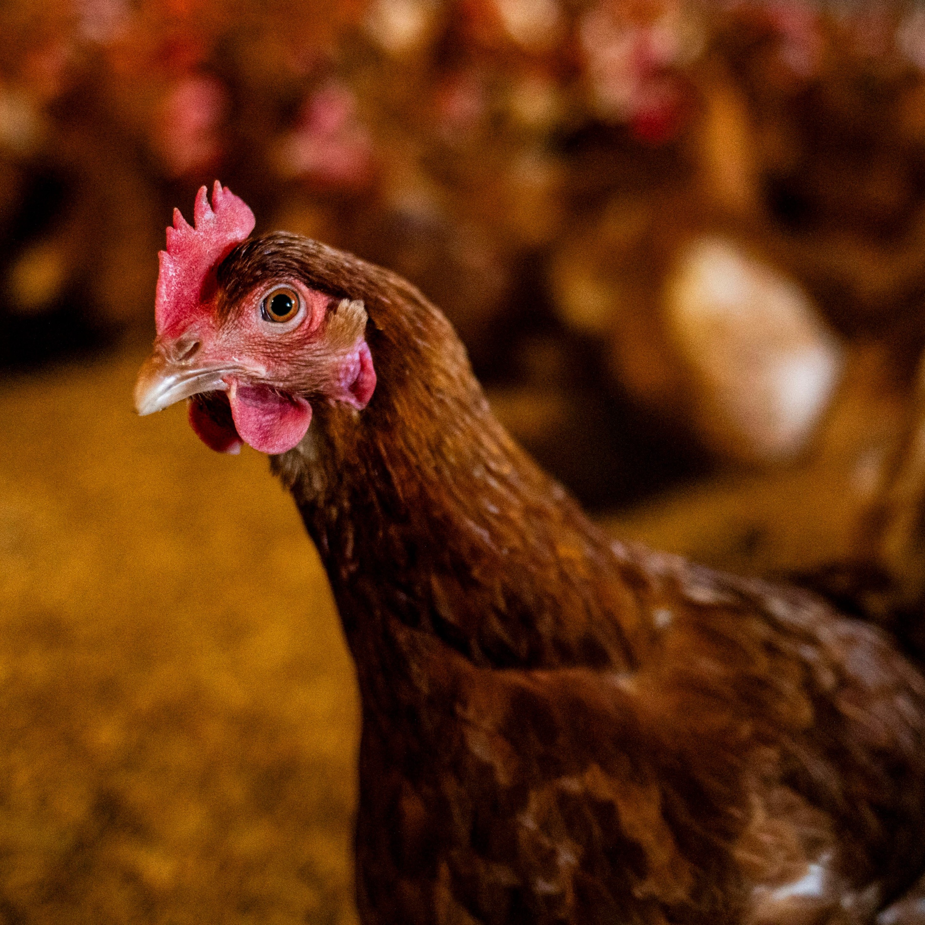 How to buy a happy chicken