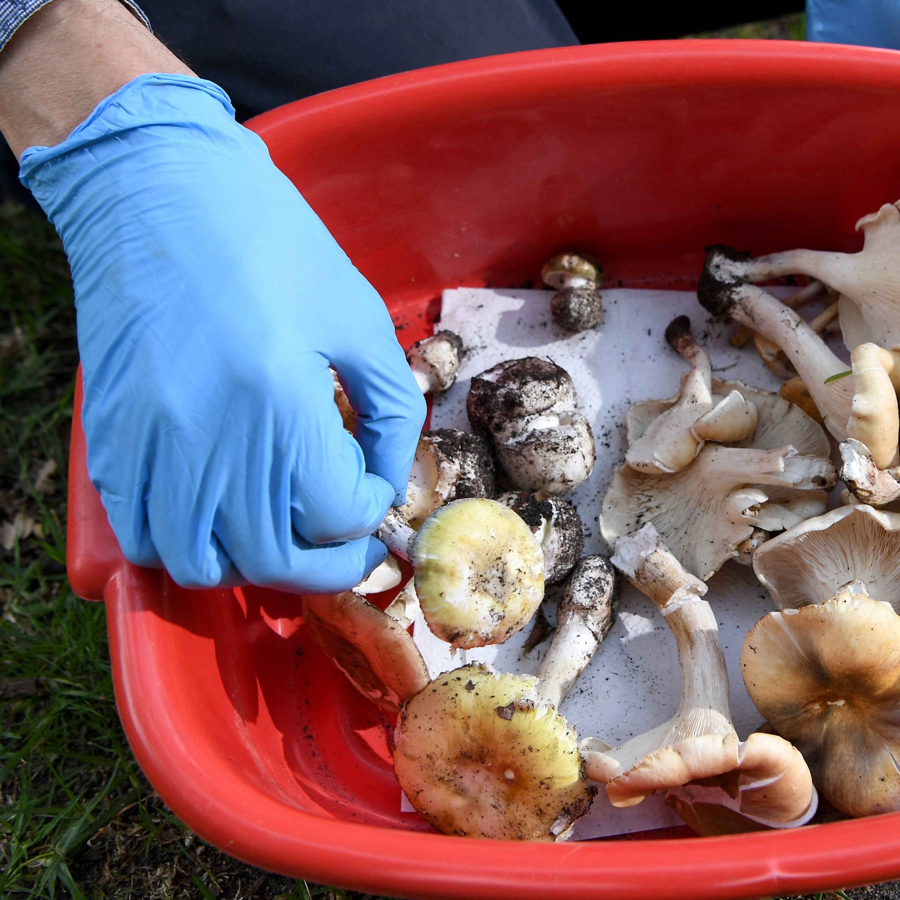 The mushroom killer: what the jury heard