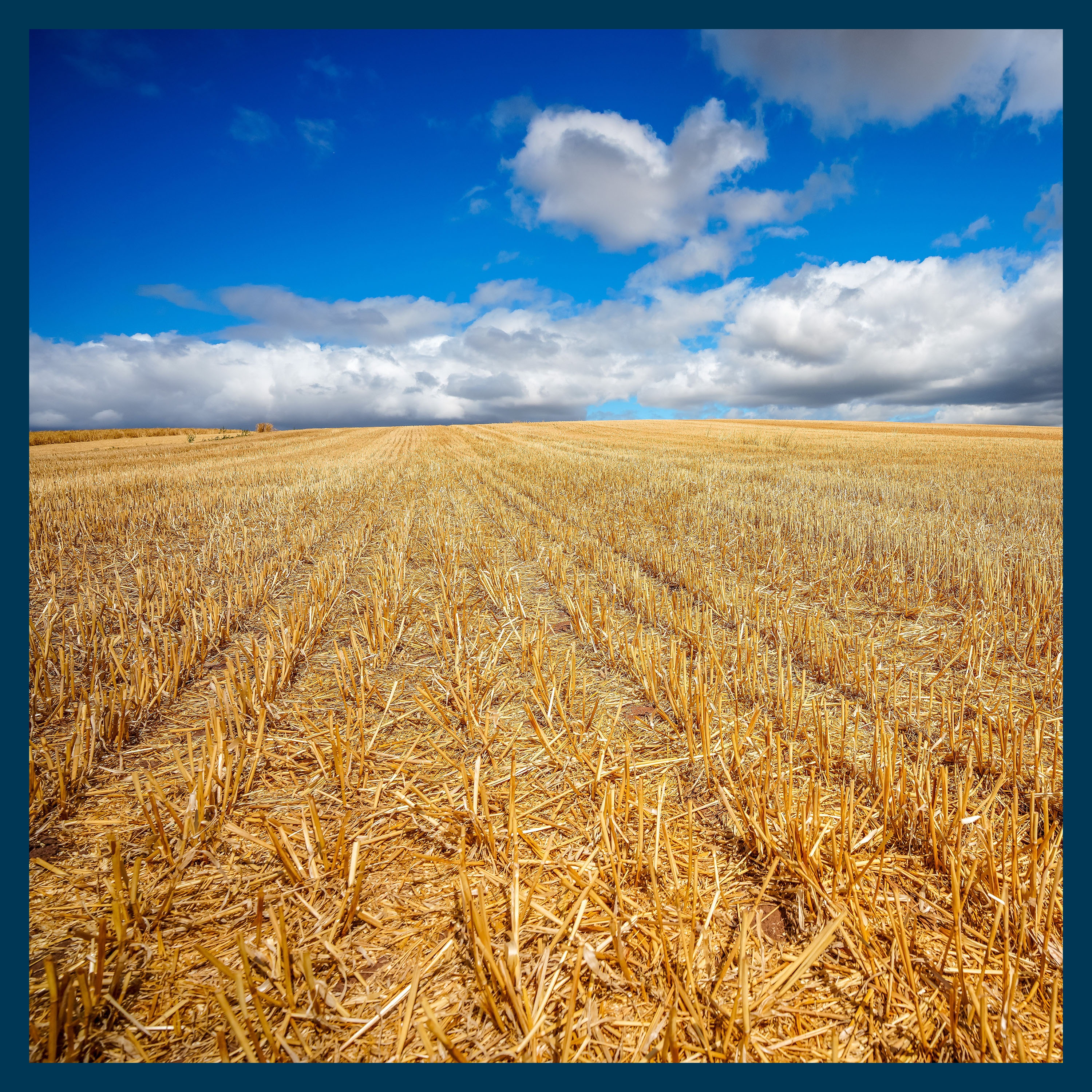 Why this summer's drought could lead to food shortages 