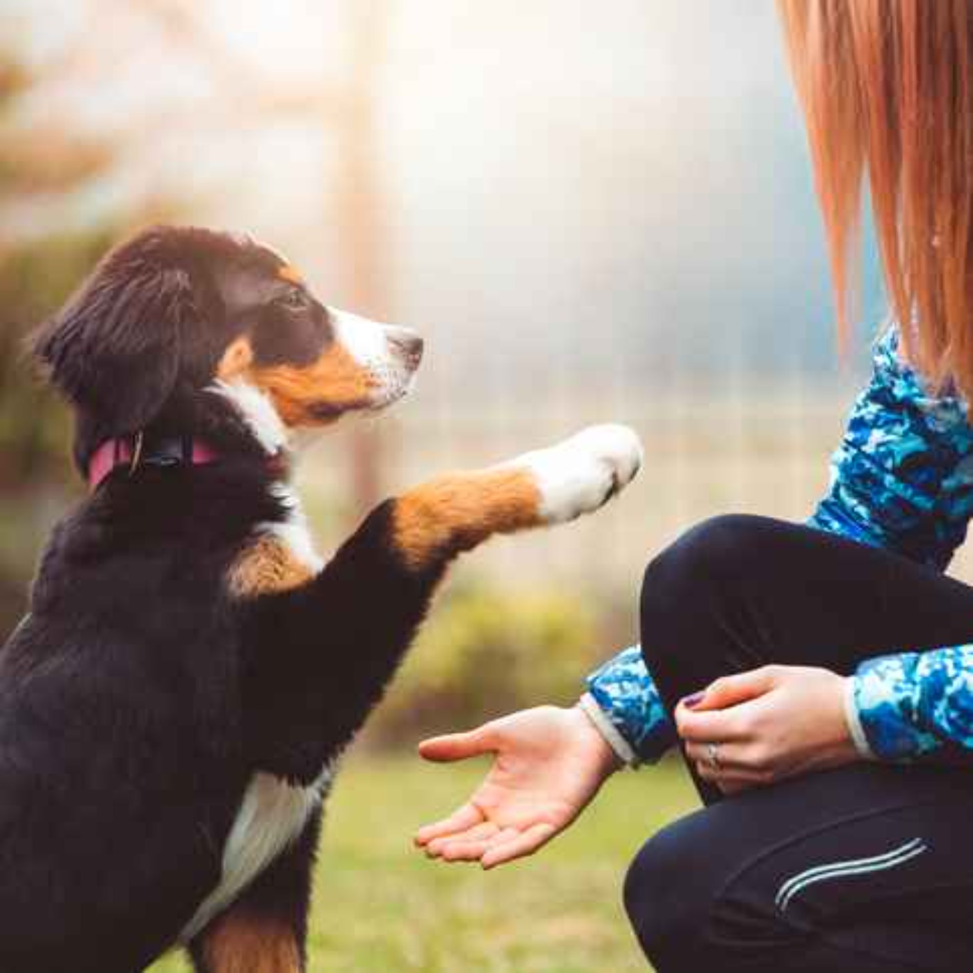 Puppy training online toolkit now available for dog lovers