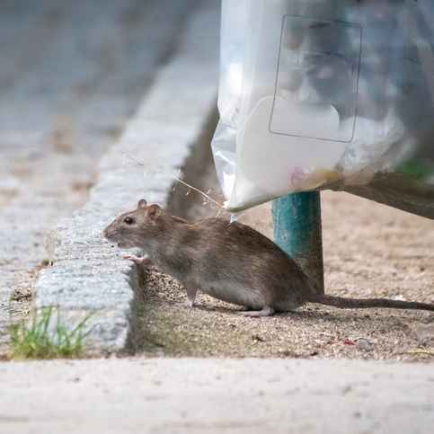 Limerick Council tackling rat problem in part of city centre