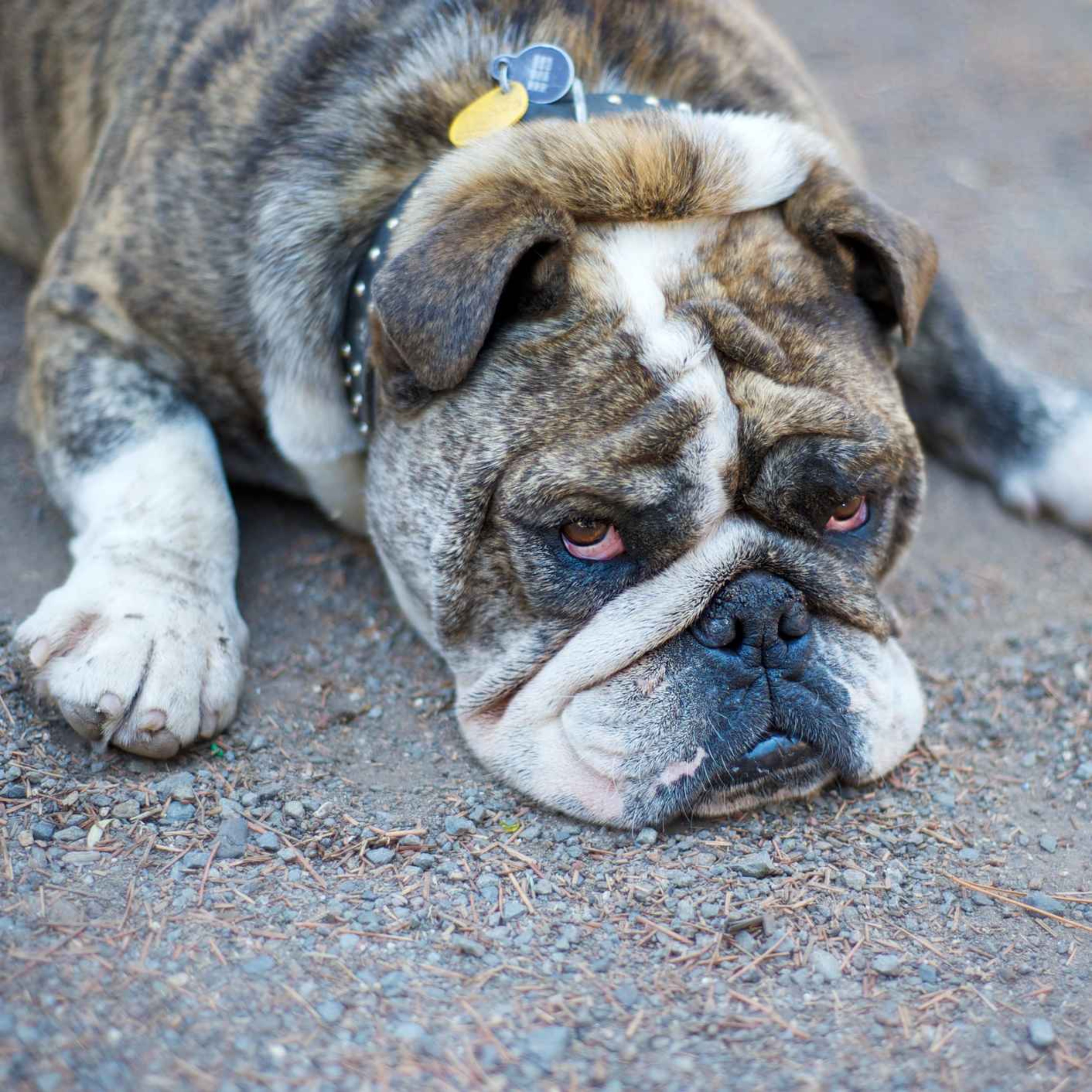 Are we overfeeding our pets?