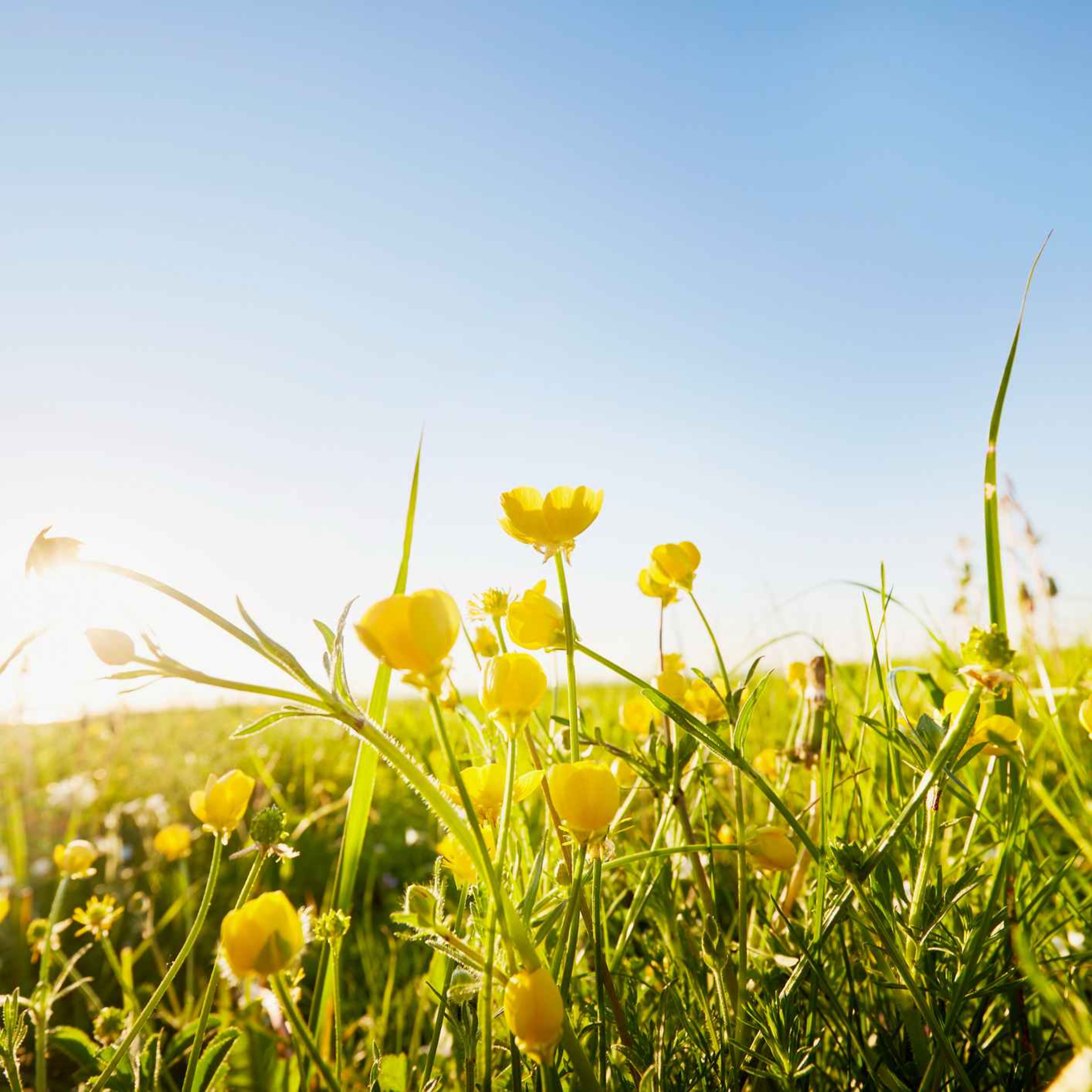 Ballyhoura is looking for grassland for their polliconnect project episode artwork