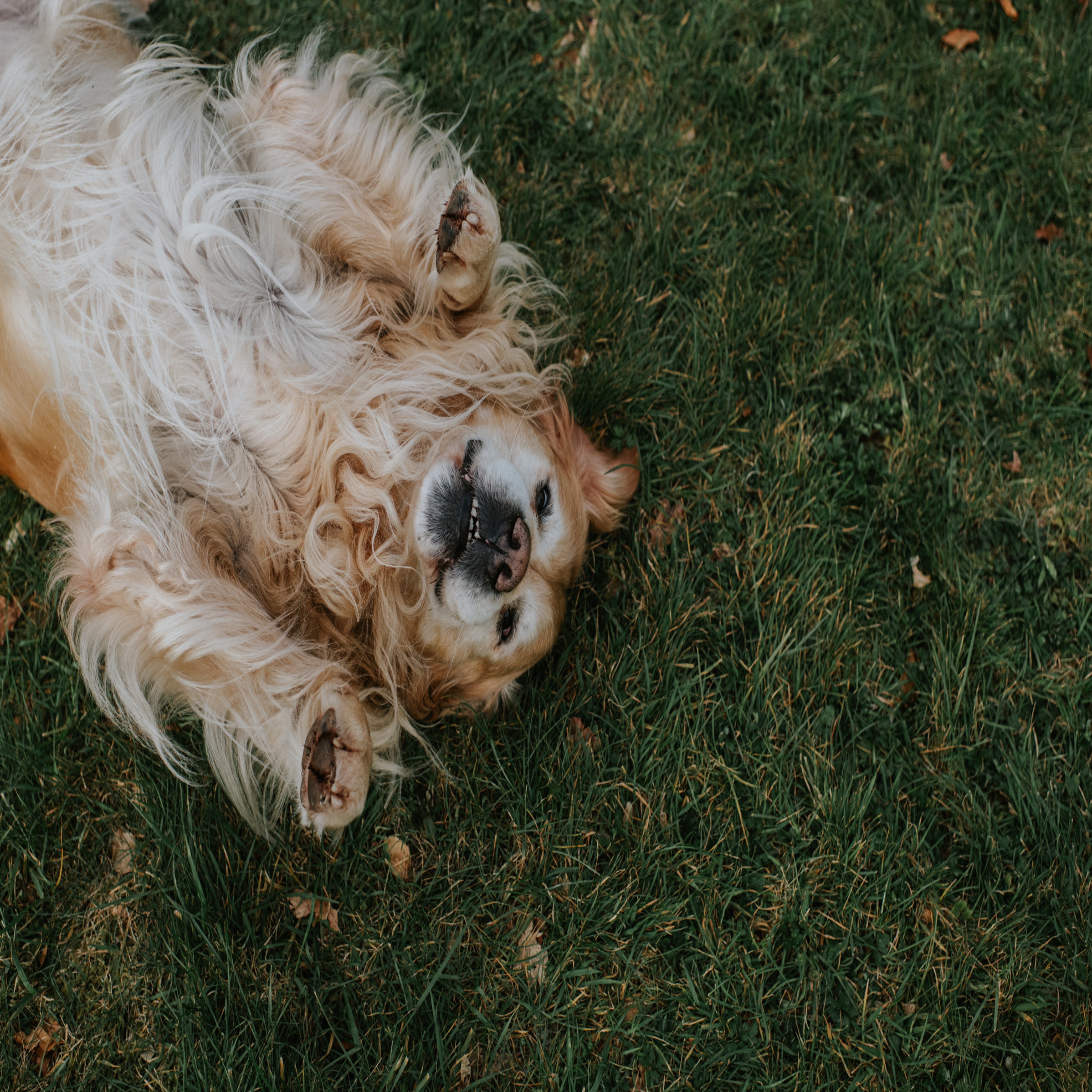 Would you like your dog to appear in the 2026 calendar?