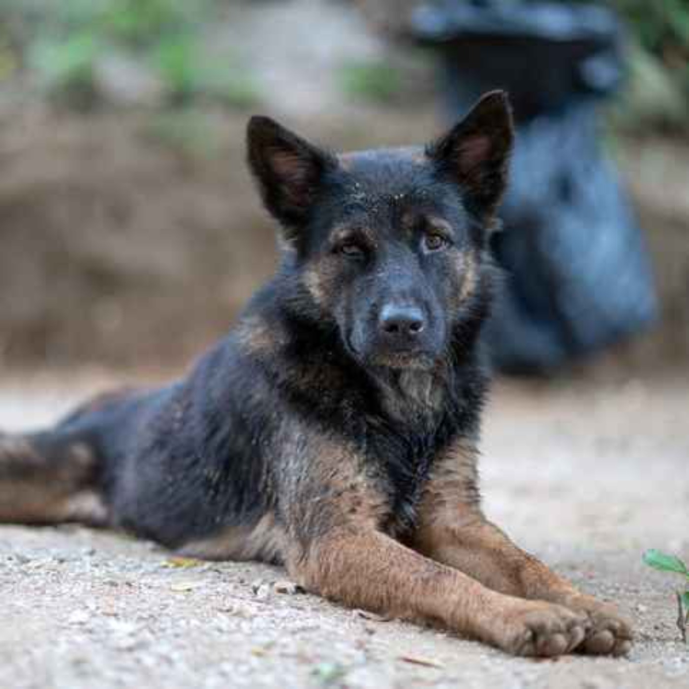 Ireland described as 'puppy farm capital of Europe' episode artwork