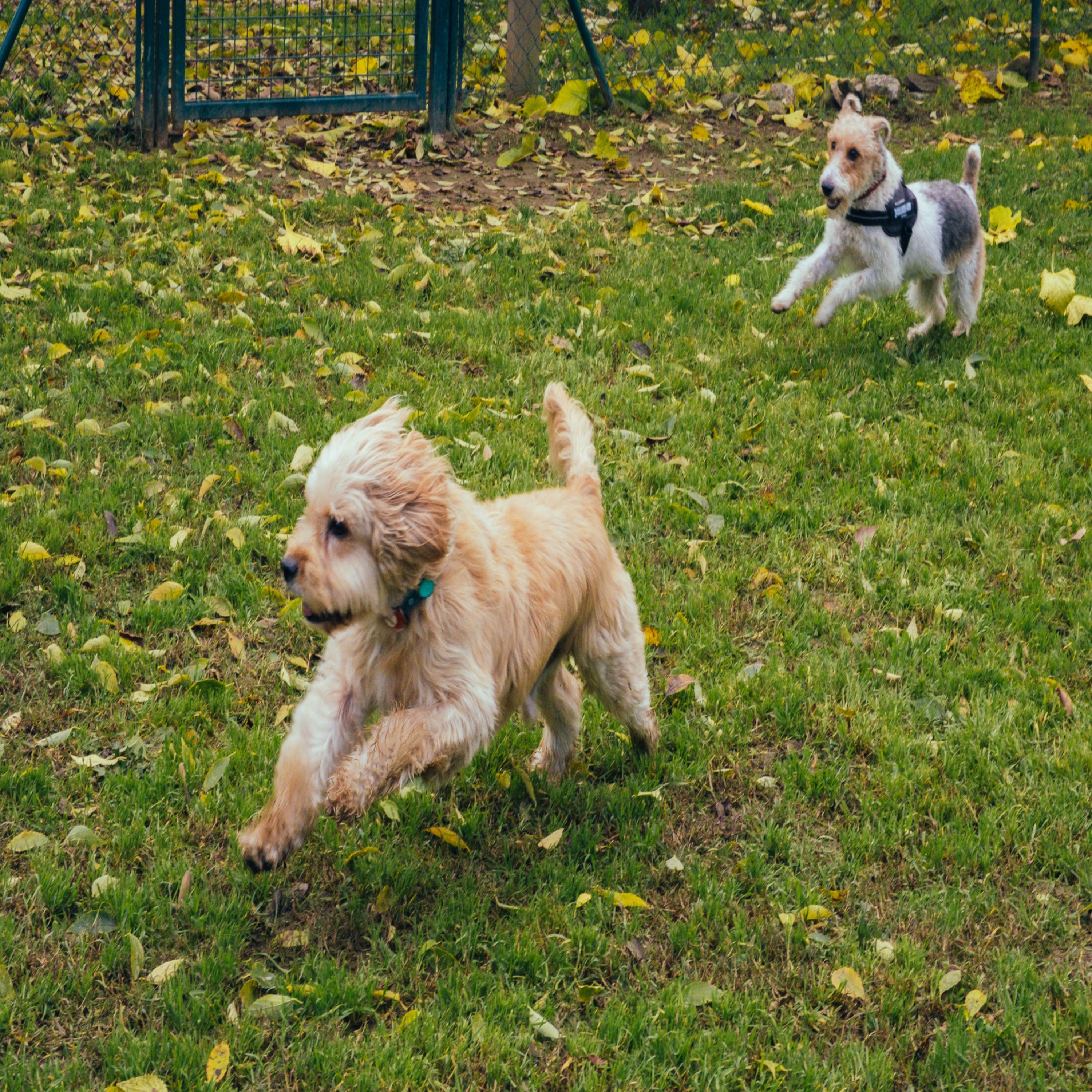 Limerick's dog parks - residents concerned in Caherdavin episode artwork