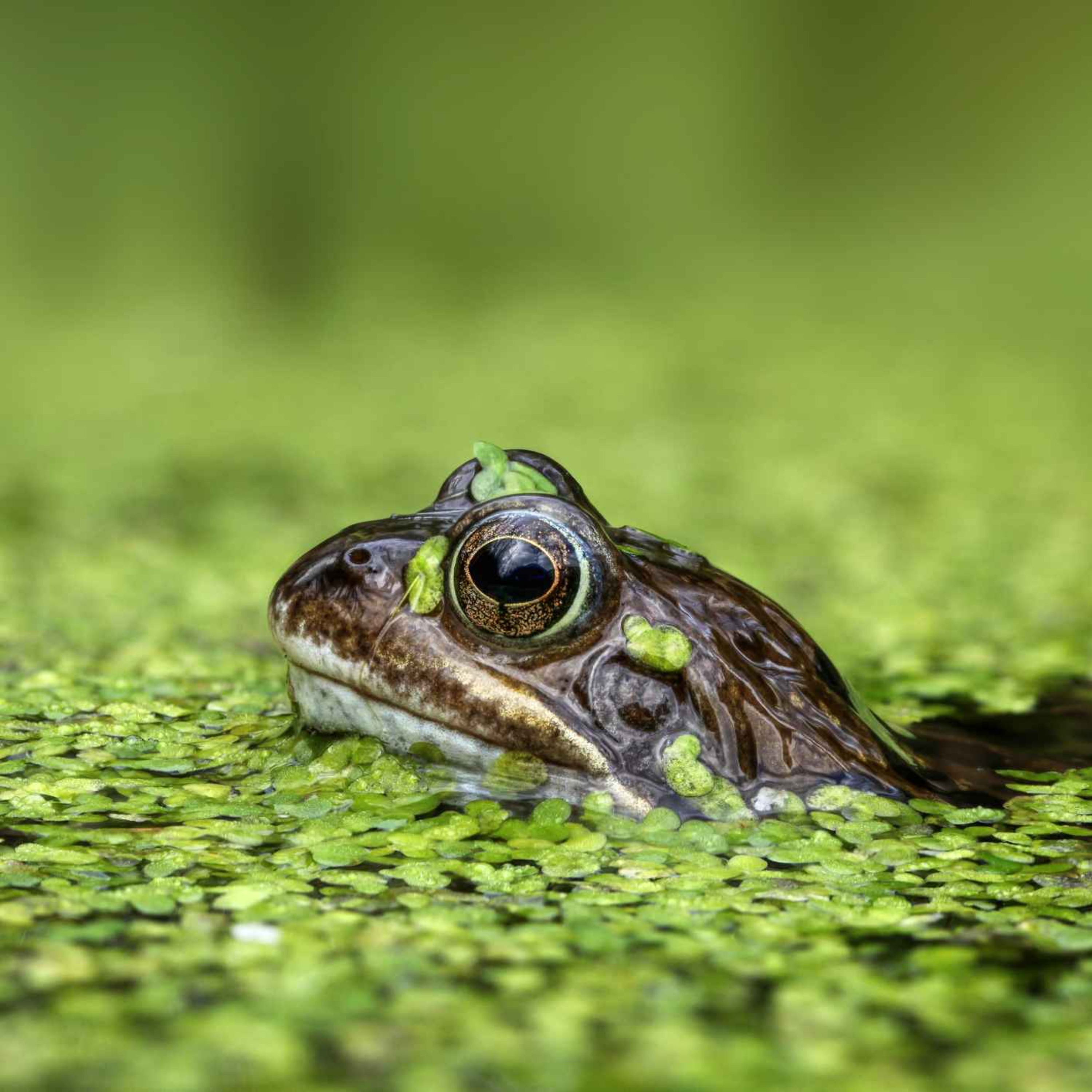 Limerick people asked to hop to it and track local frogs episode artwork
