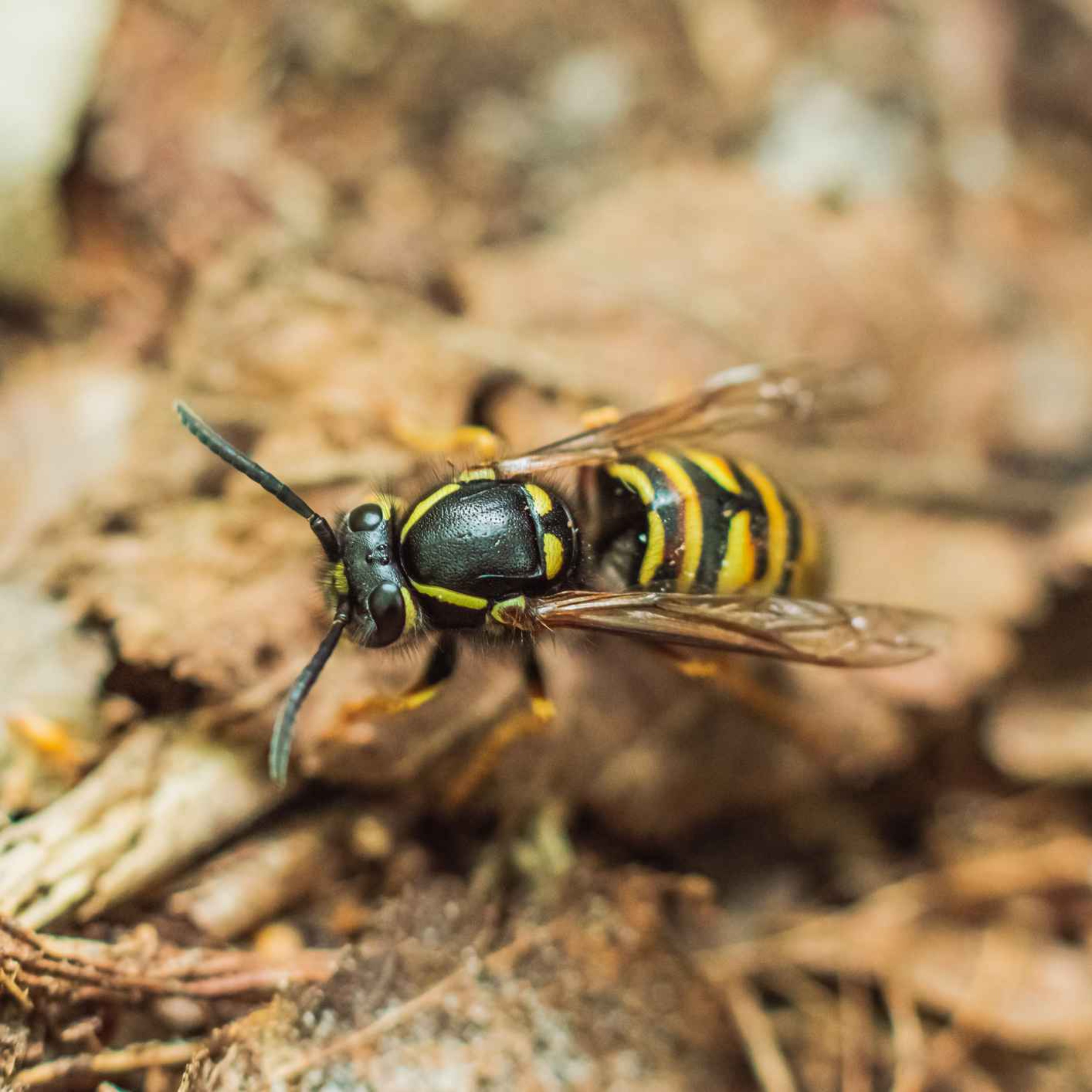 How will the Asian Hornet impact Ireland - Limerick beekeeper explains episode artwork