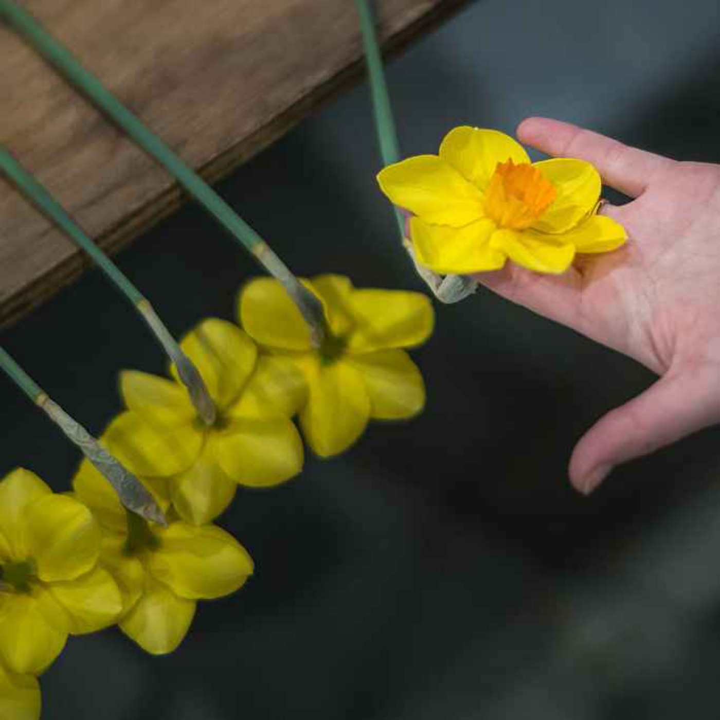 Today is Daffodil Day, we hear one Limerick woman's cancer journey episode artwork