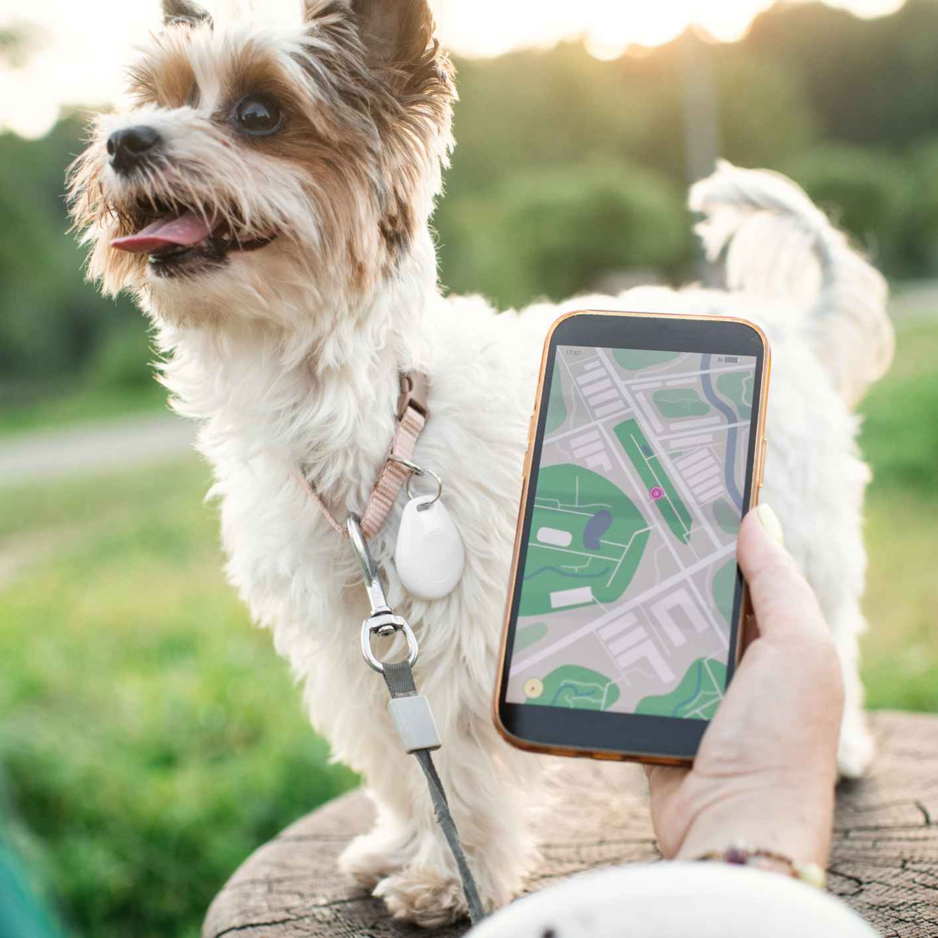 Interactive missing dog tracking system developed in Limerick episode artwork