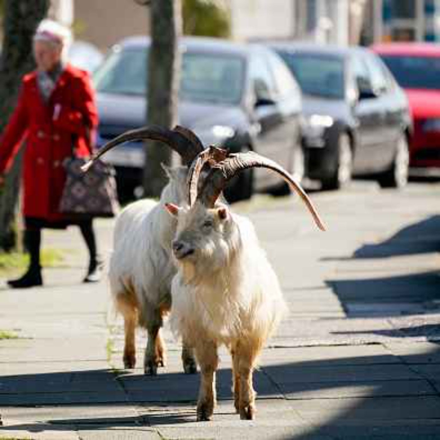 Limerick’s wandering animals - who’s responsible? episode artwork