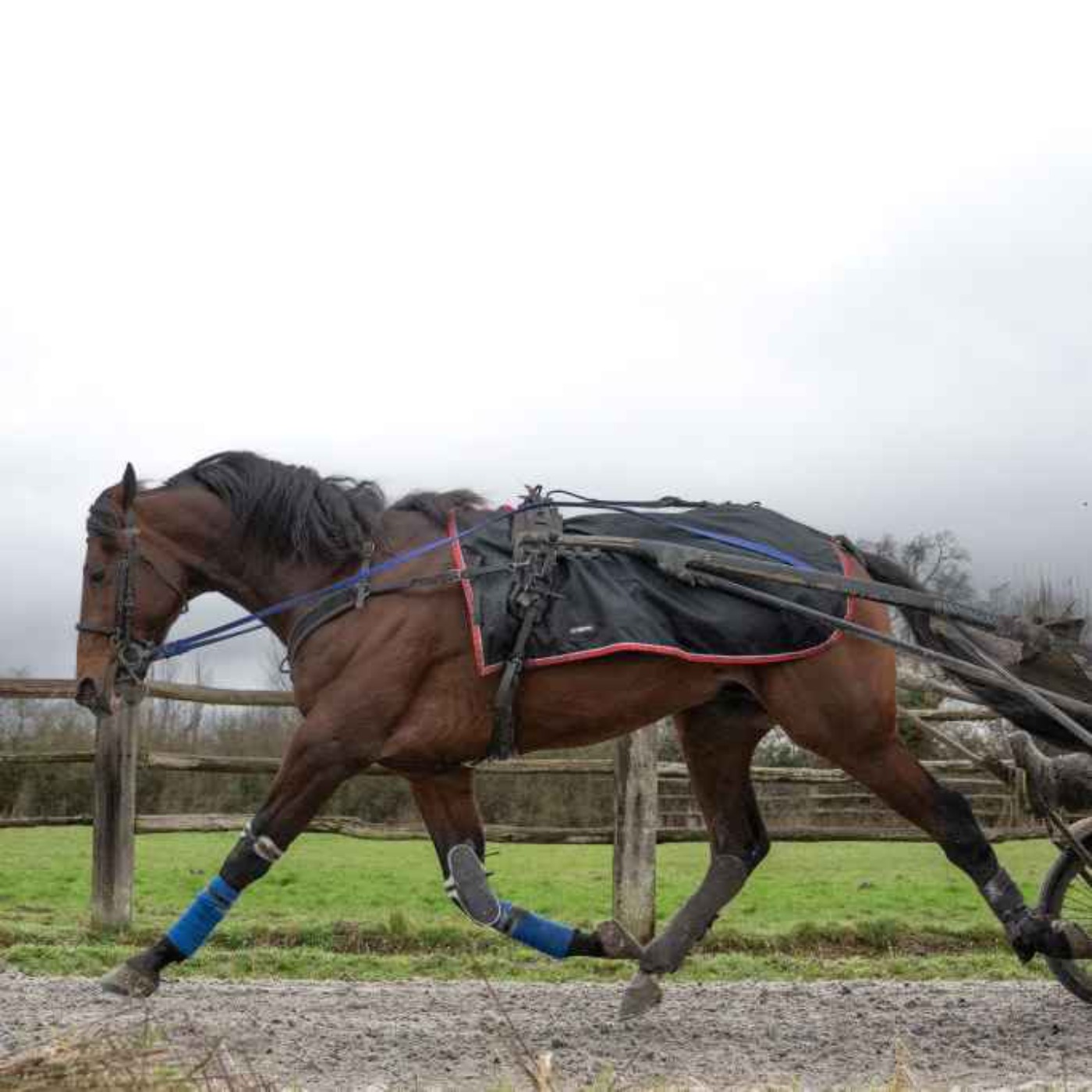 We hear about the calls for banning sulky racing on public roads episode artwork