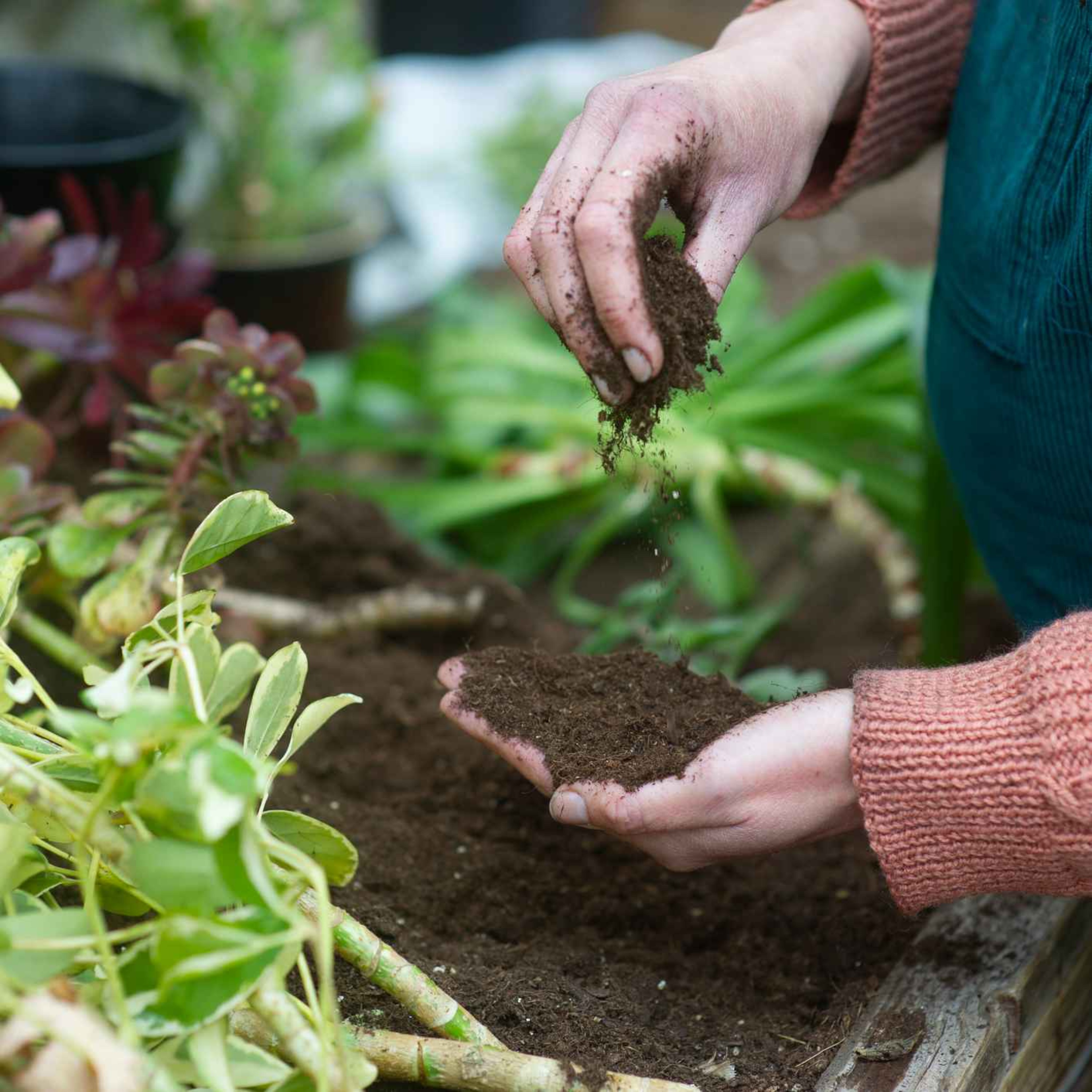 Limerick summer gardening tips episode artwork
