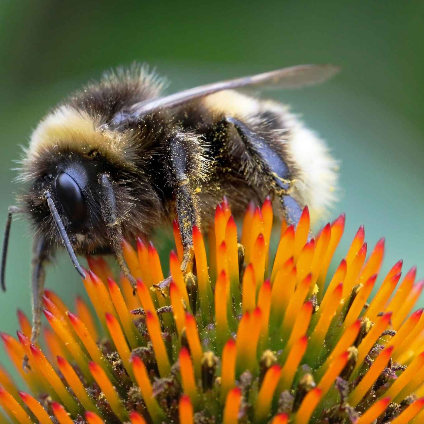 Limerick pharmacist on how to deal with bee and wasp stings episode artwork