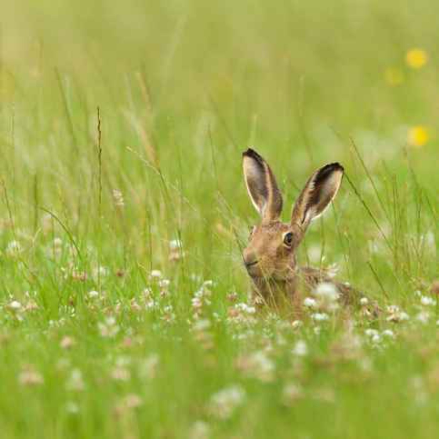 Limerick's take on the hare coursing ban vote episode artwork