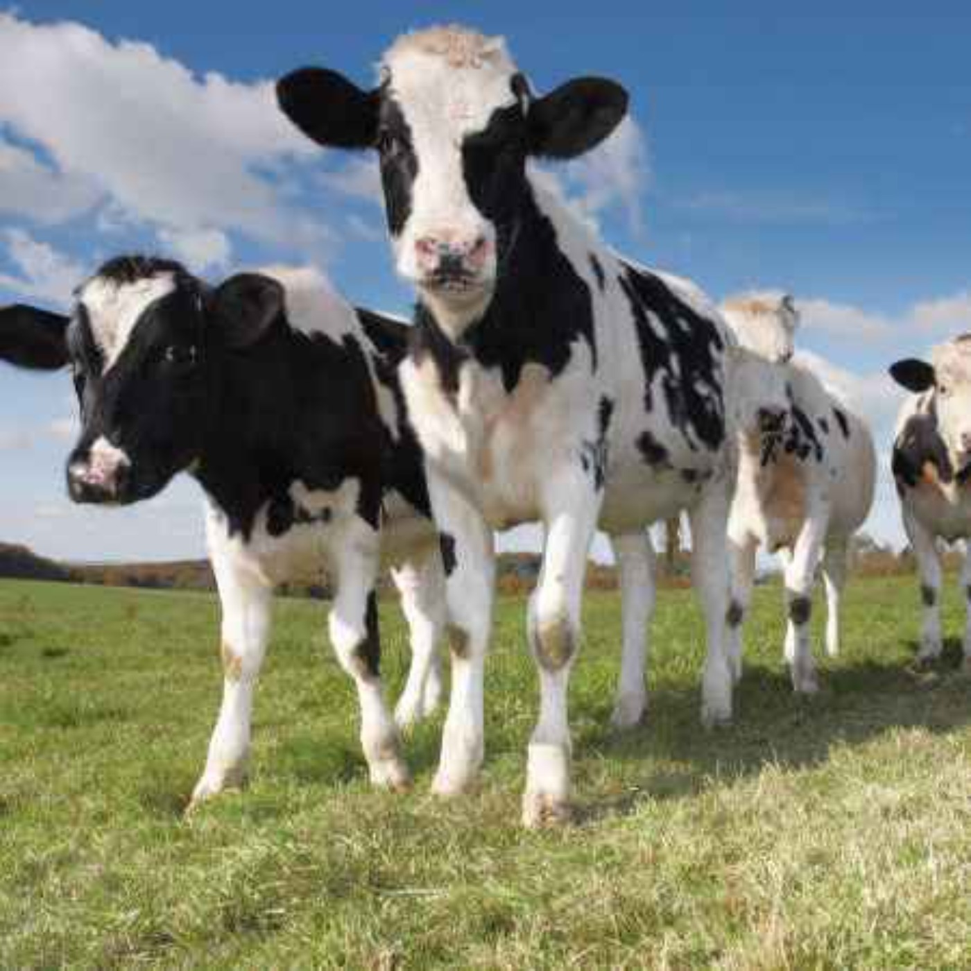 A Limerick farmer says sick pay for farmers is unrealistic episode artwork
